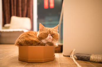 Картинка животные коты экзот спящий сон отдых коробка