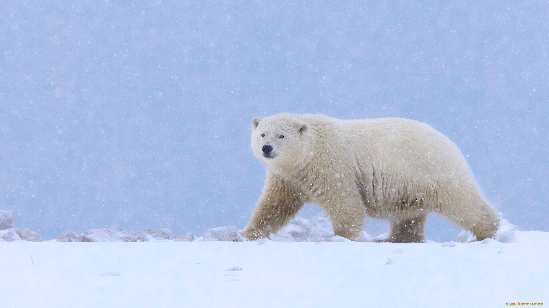 животные, медведи, снег, медведь, полярный, белый, аляска