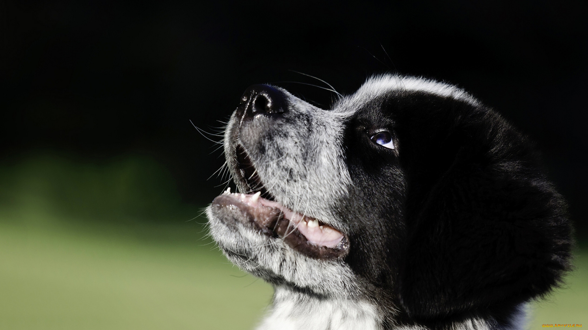 животные, собаки, щенок, собака, морда, great, pyrenees-newfoundland, mix