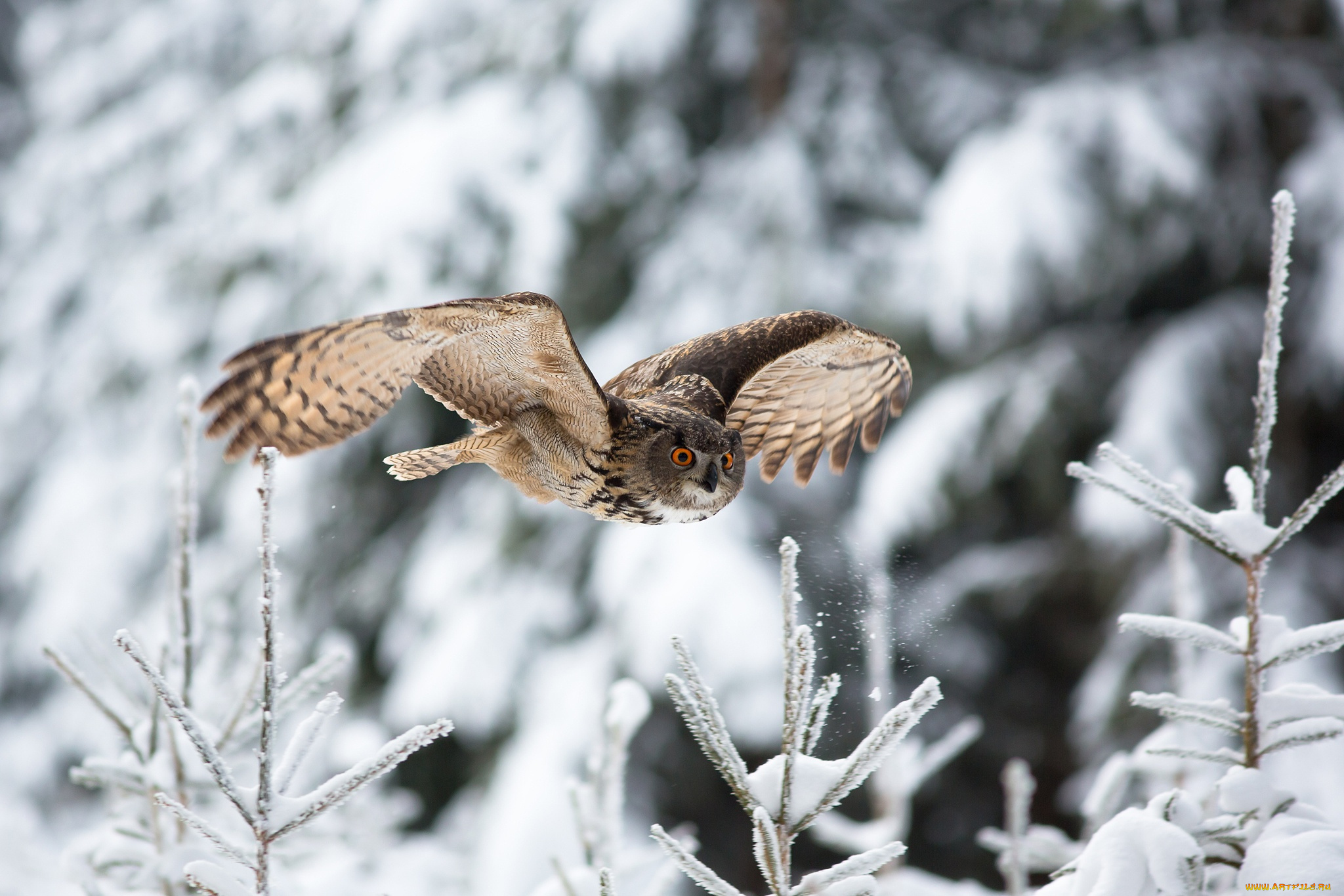 животные, совы, полёт, филин, птица, снег, зима, природа