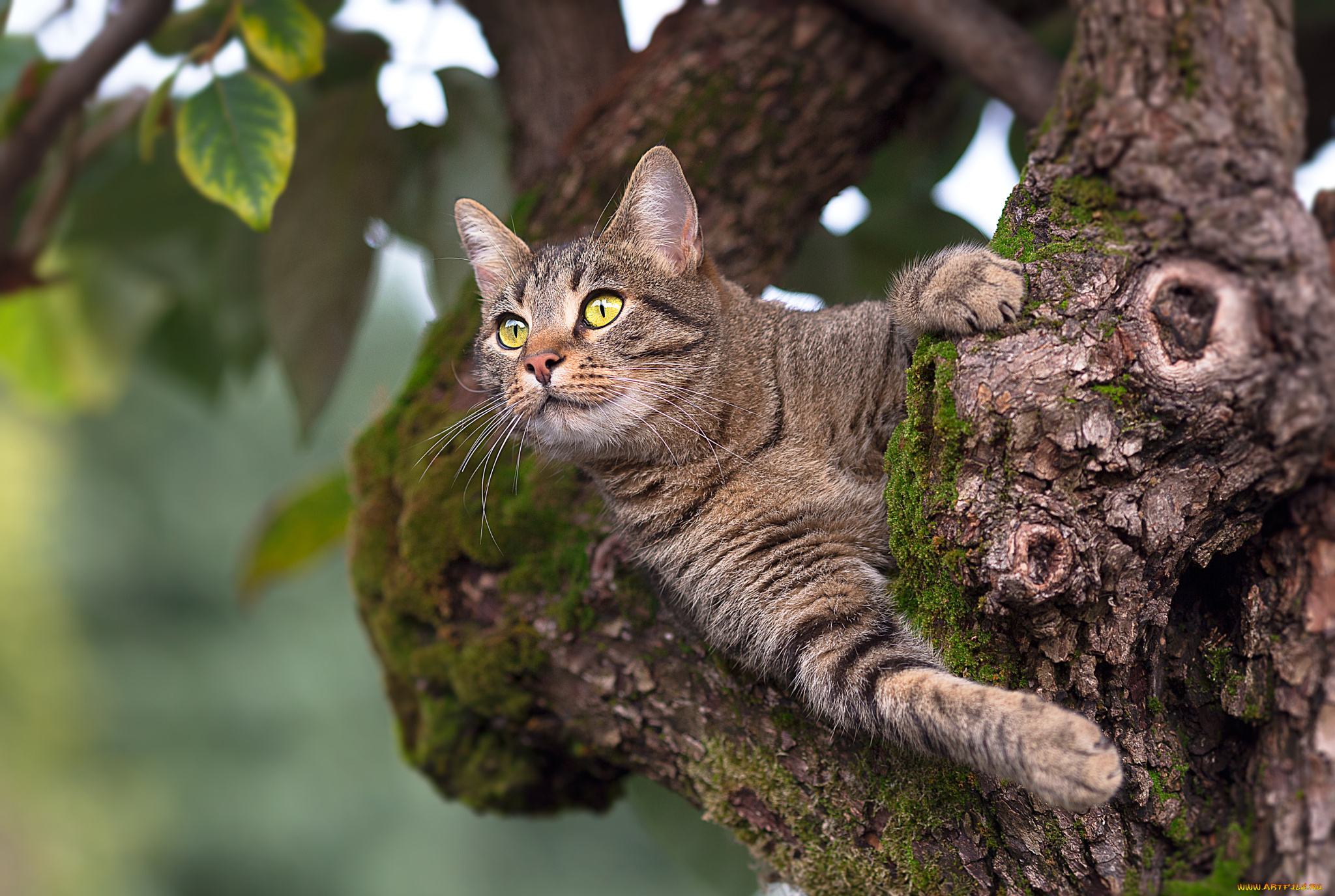 животные, коты, животное, дерево, кот, листья