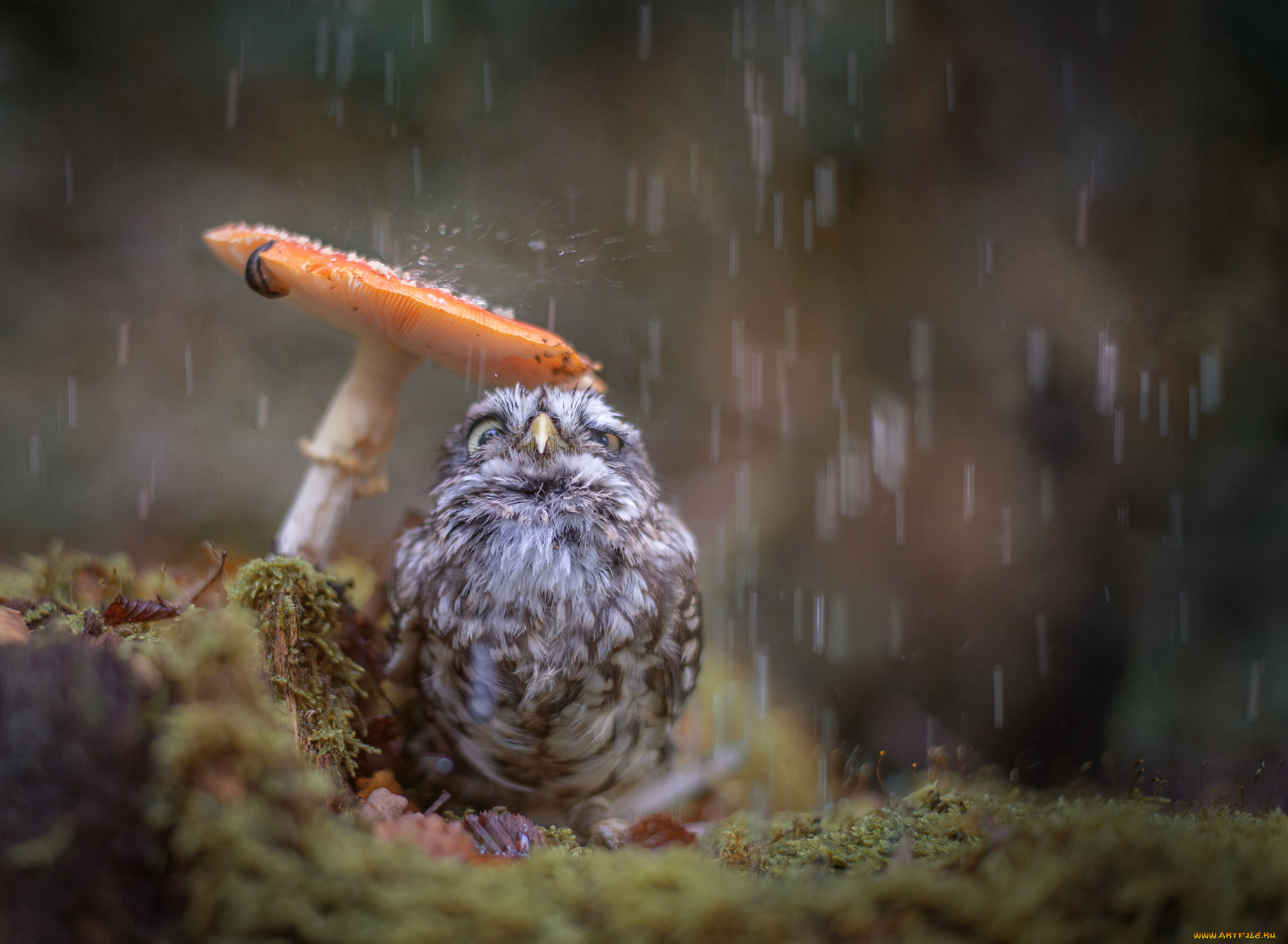 животные, совы, дождь, гриб, осень, птенец, совёнок, птица, природа