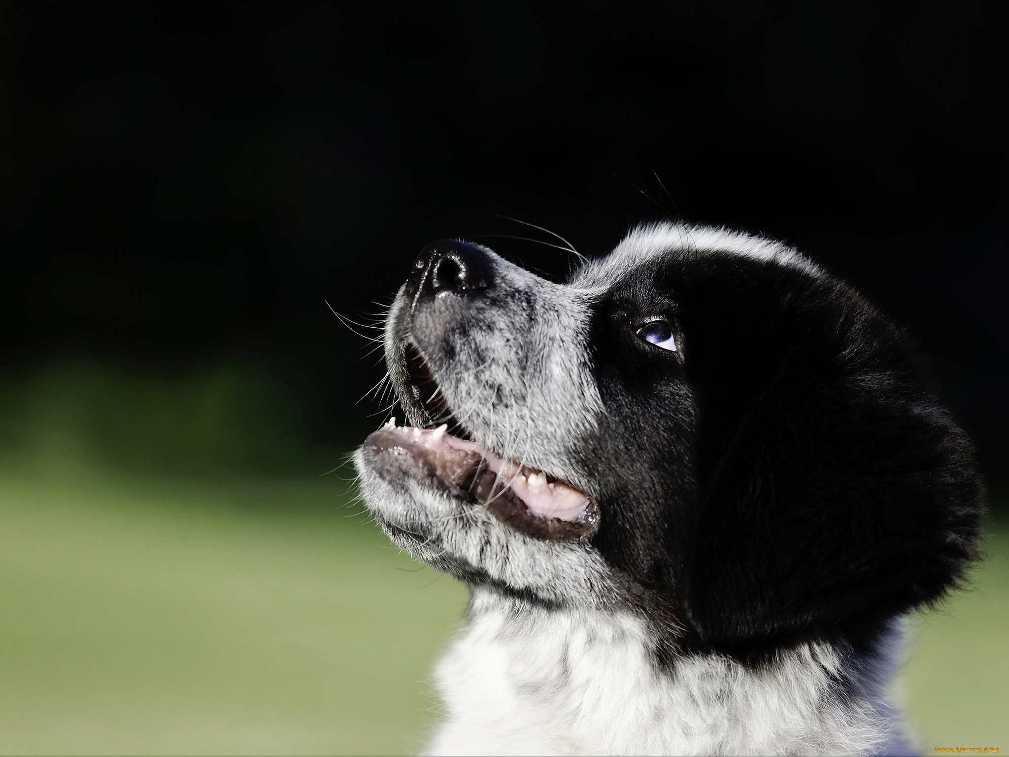 животные, собаки, щенок, собака, морда, great, pyrenees-newfoundland, mix