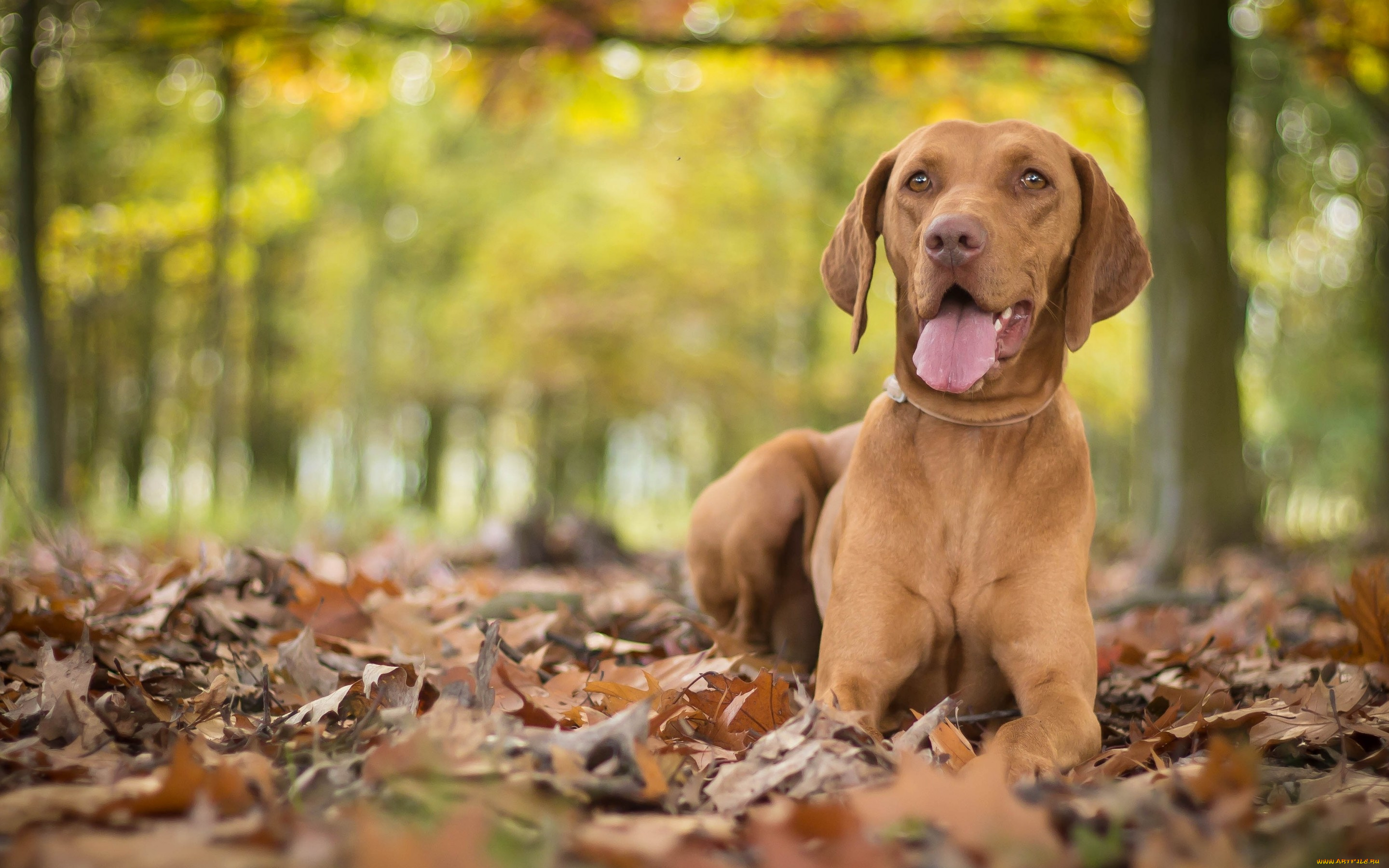 животные, собаки, собака, венгерская, выжла, осень, листья, боке