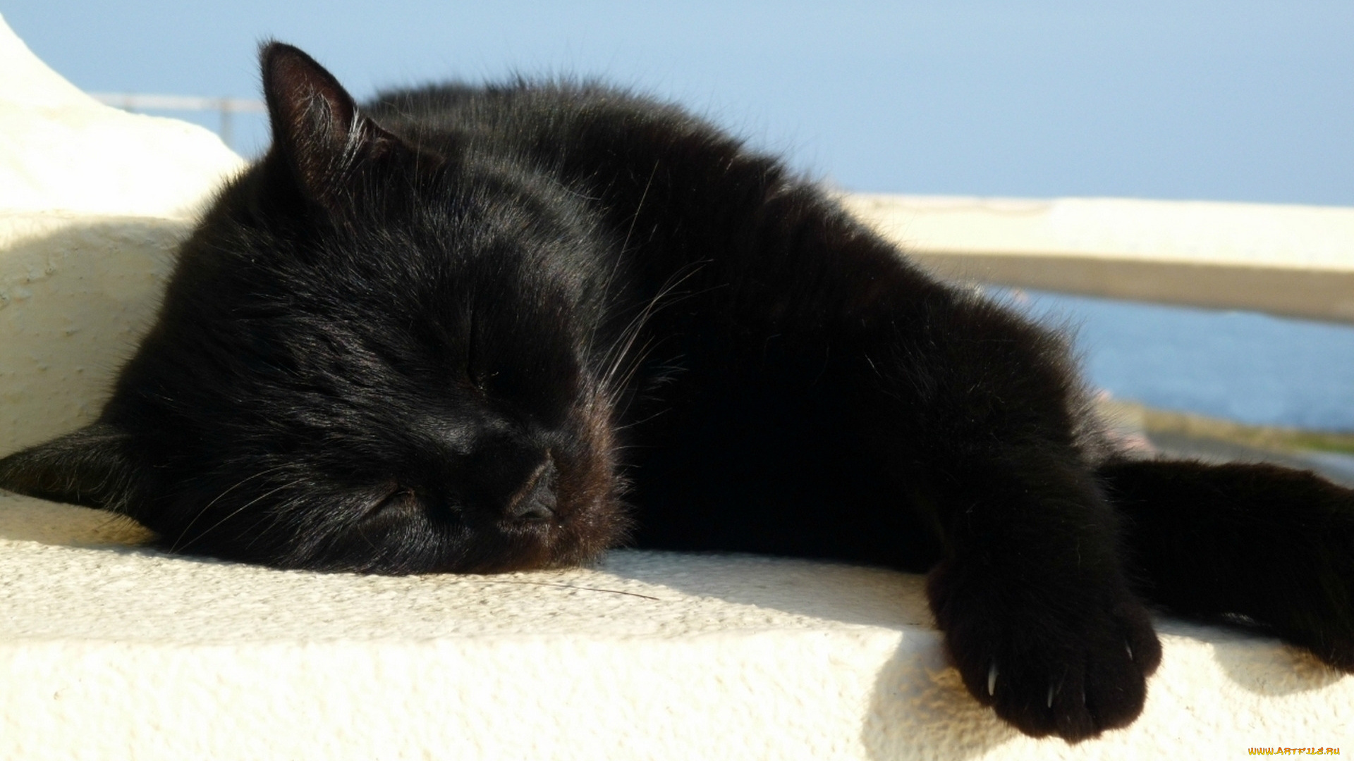 животные, коты, отдых, кошка, черный, кот