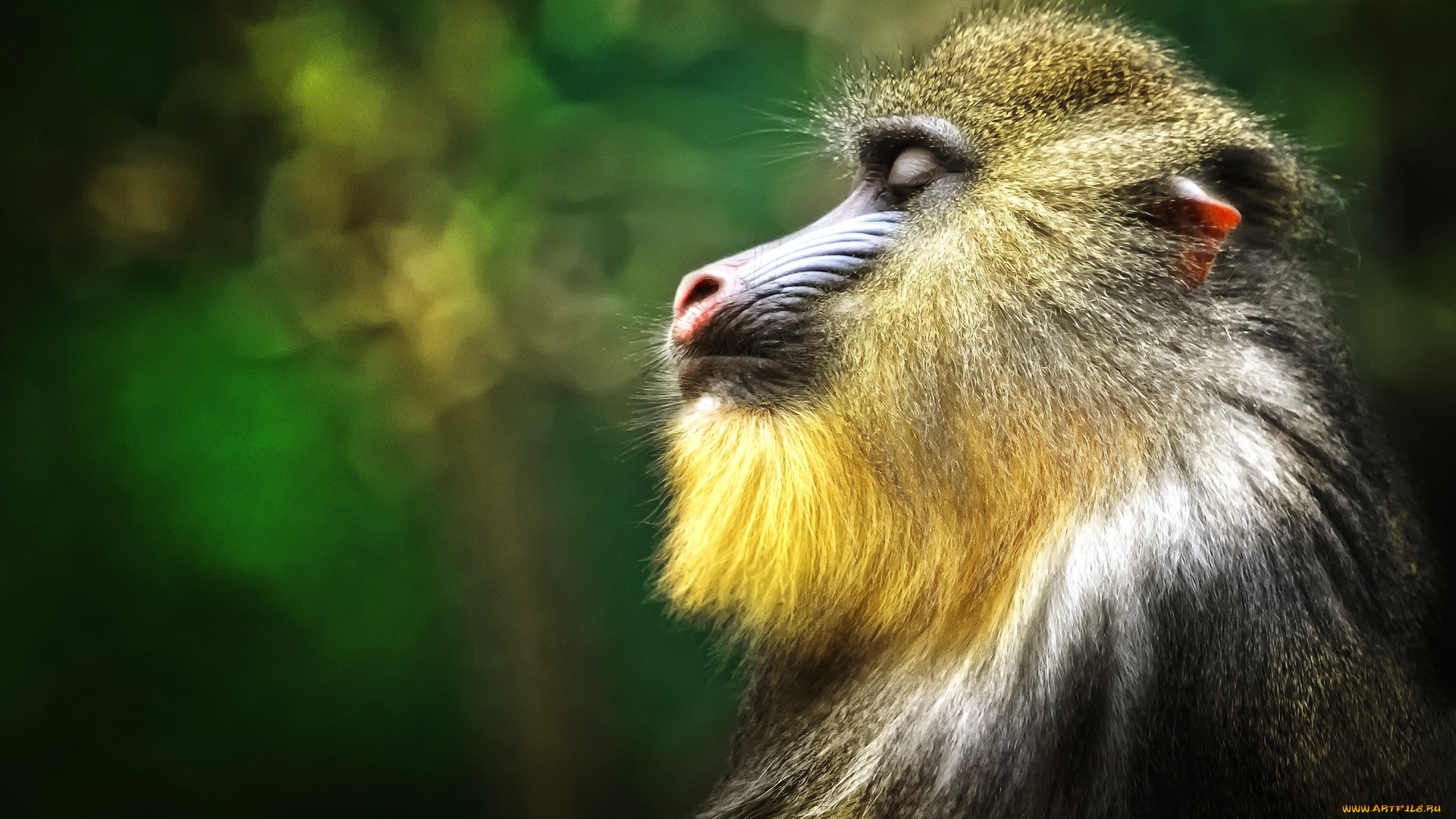 животные, обезьяны, профиль, обезьяна, самец, медитация