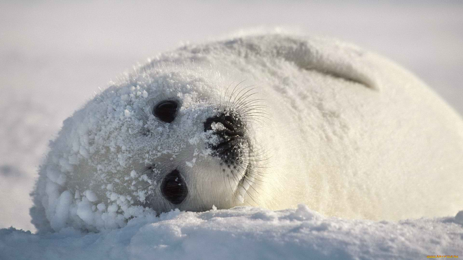 животные, тюлени, , морские, львы, , морские, котики, снег, тюлень, белек, детеныш