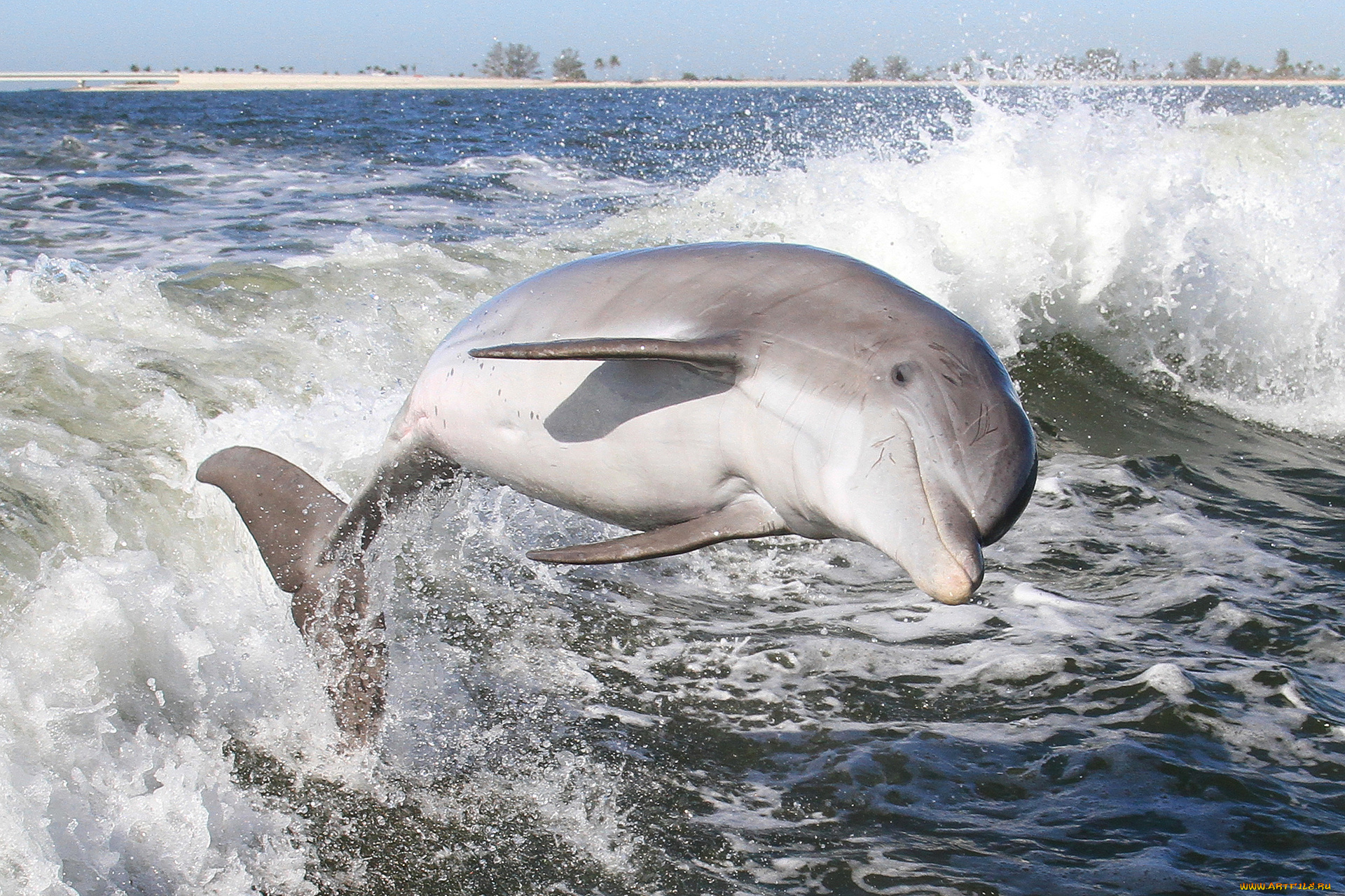 животные, дельфины, вода, млекопитающее, дельфин, брызги