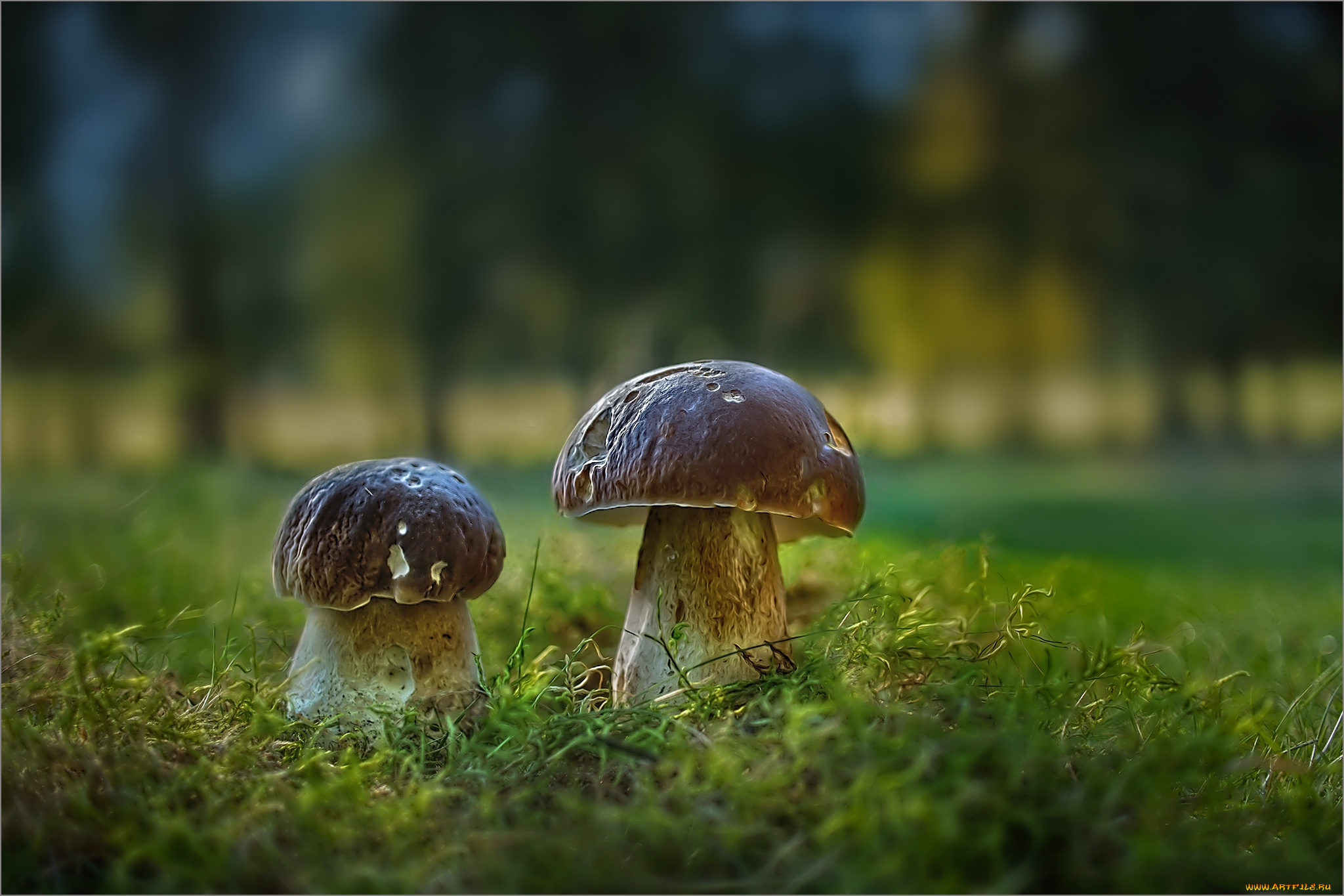 природа, грибы, грибочки