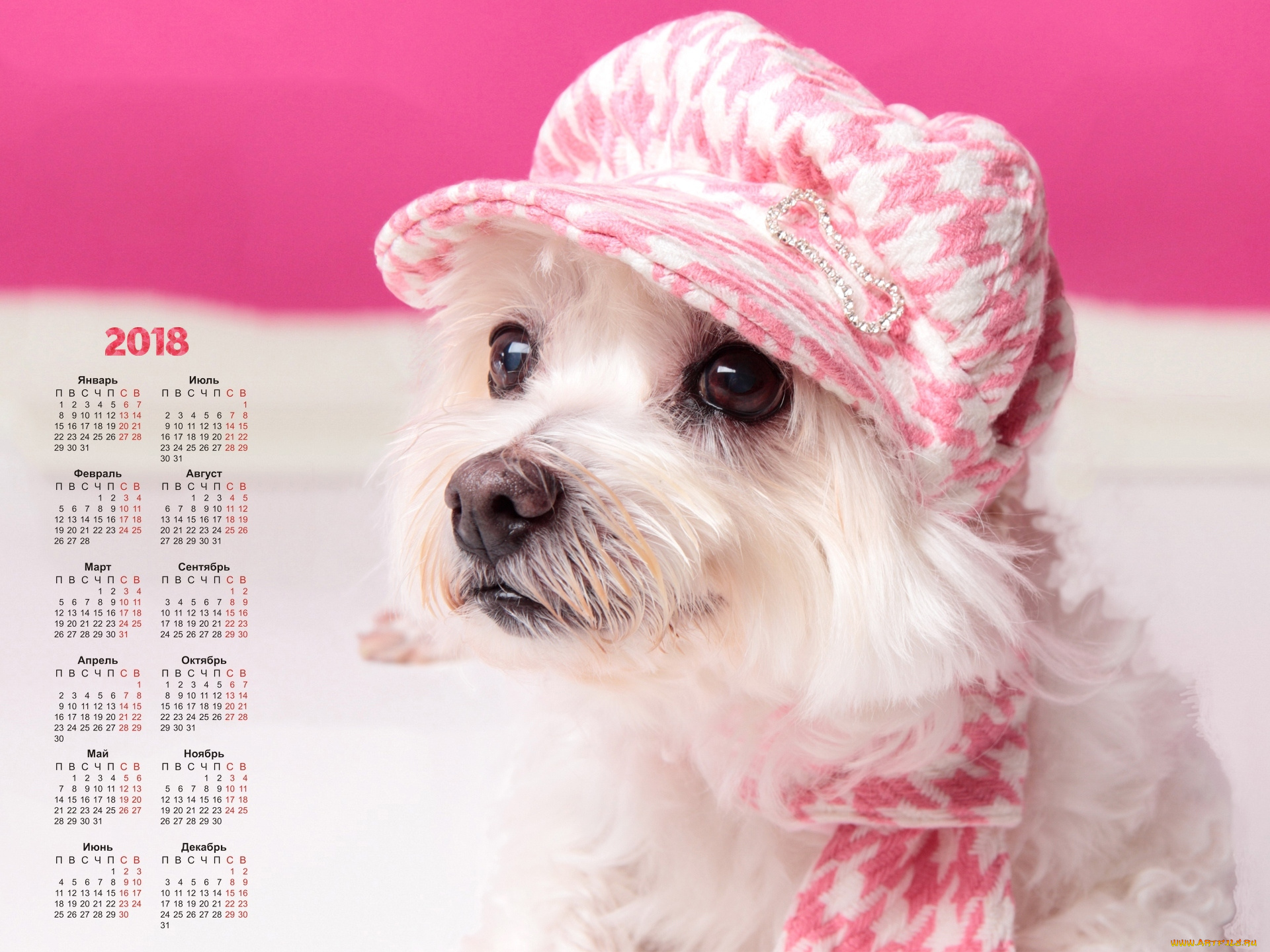 календари, животные, собака, взгляд, шапка