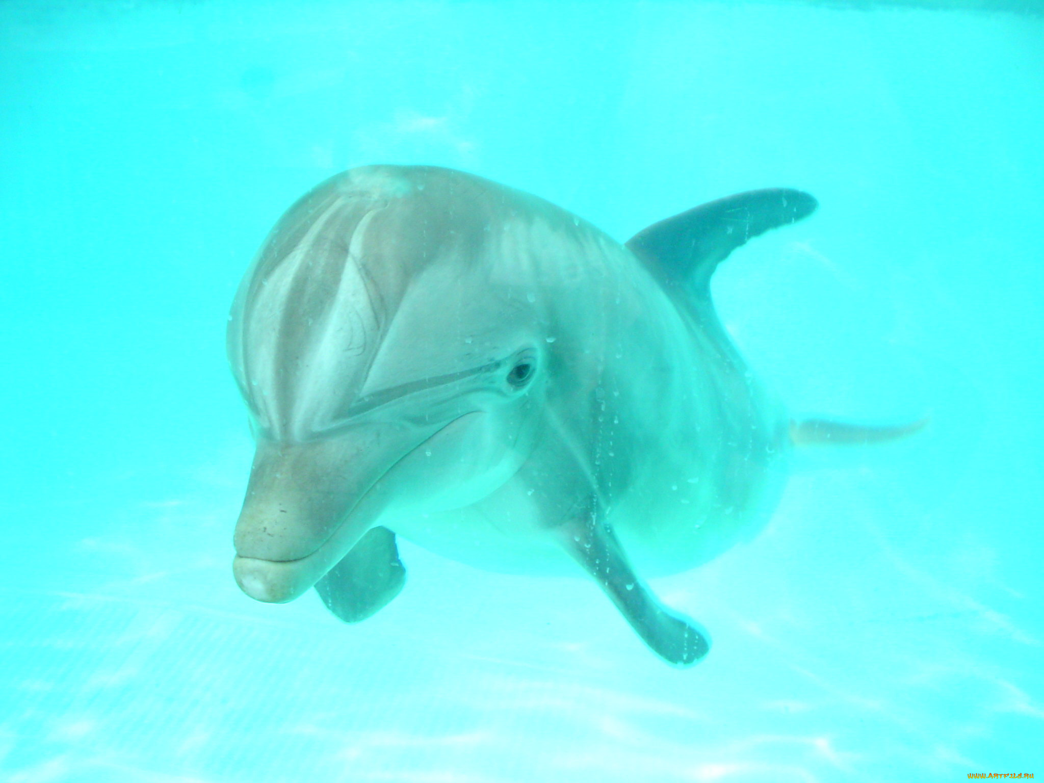 dolphin, животные, дельфины