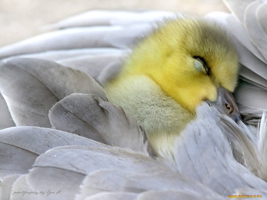 уснул, авт, igor, животные, лебеди