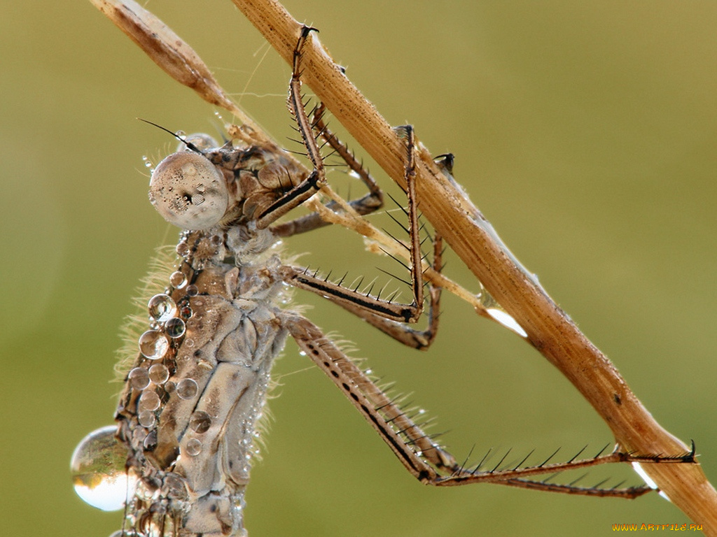 татьяна, зарубо, sympecma, fusca, росе, животные, стрекозы