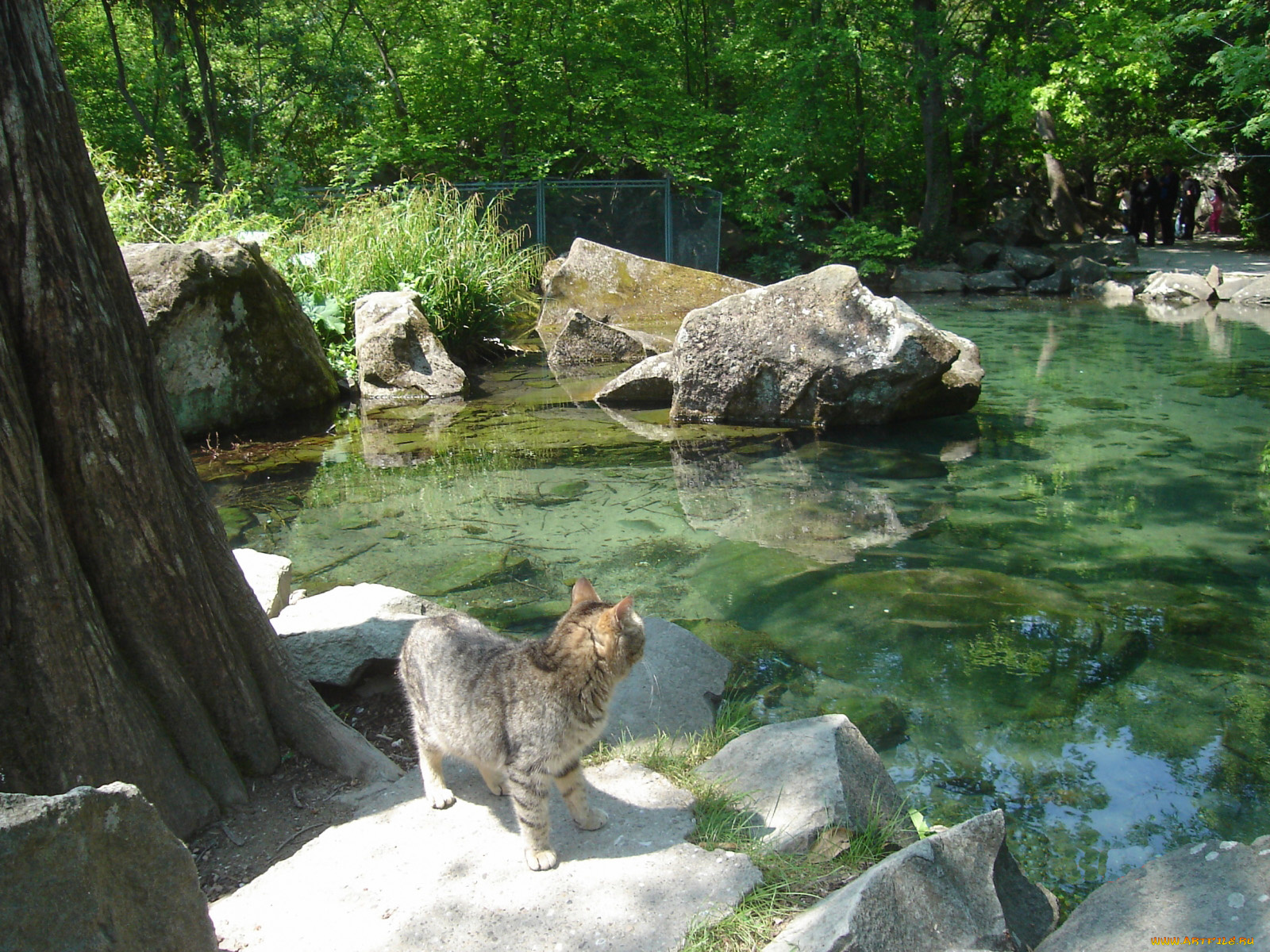 животные, коты, камни, водоем