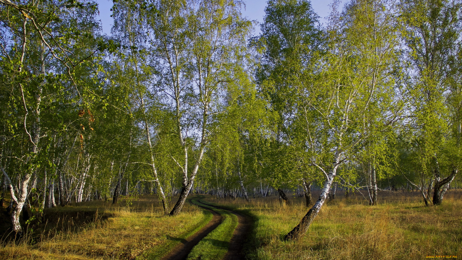 природа, дороги, берёзы, роща, лес, деревья