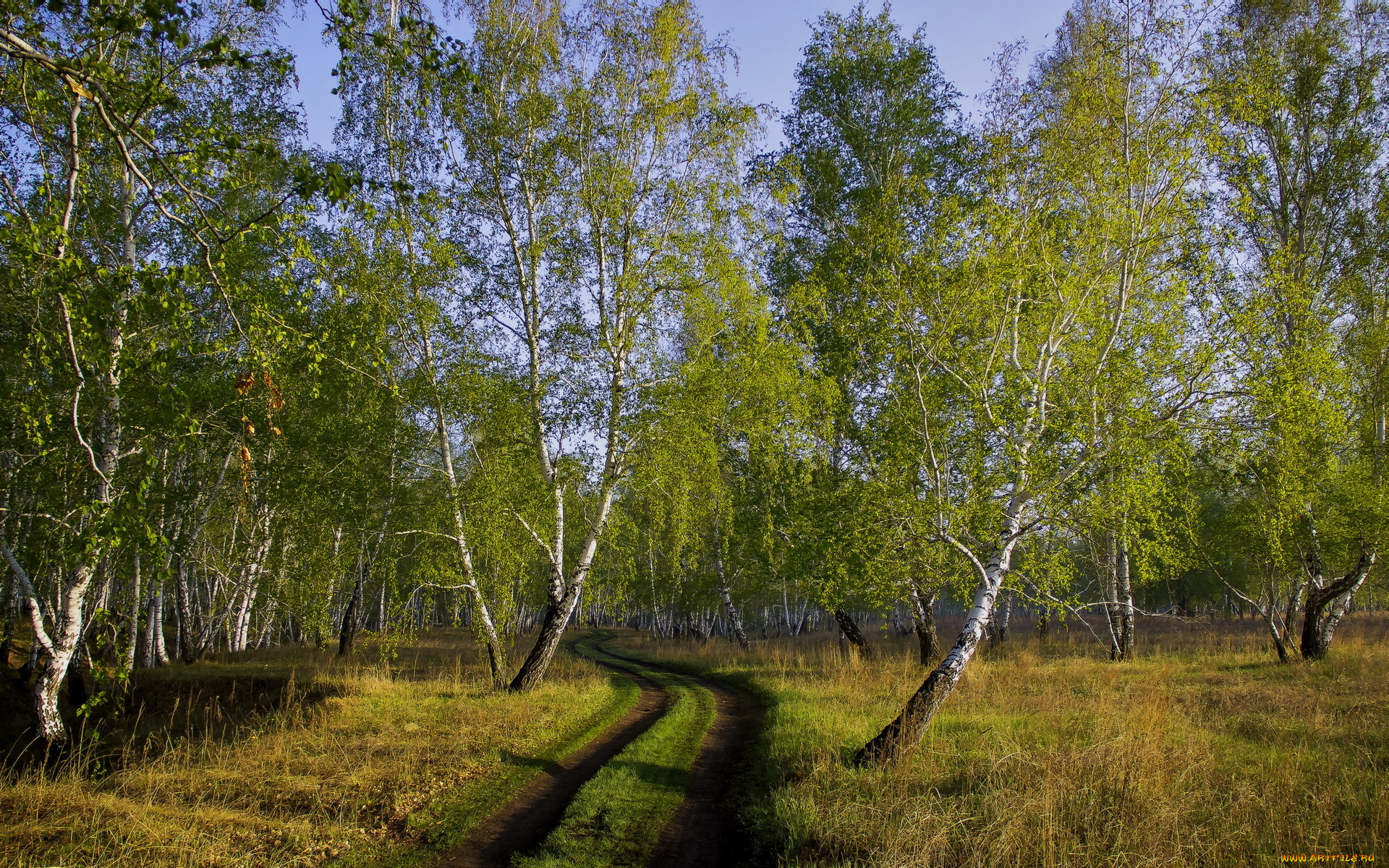 природа, дороги, берёзы, роща, лес, деревья