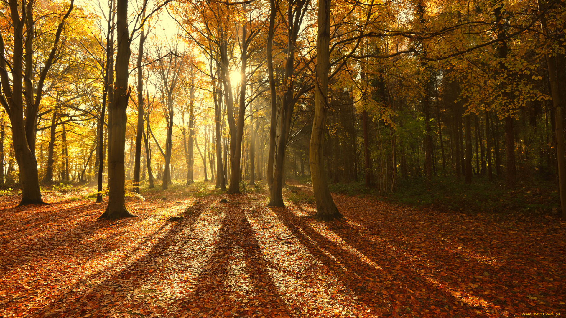 природа, лес, свет, тени, лучи, солнце, деревья, осень, листва
