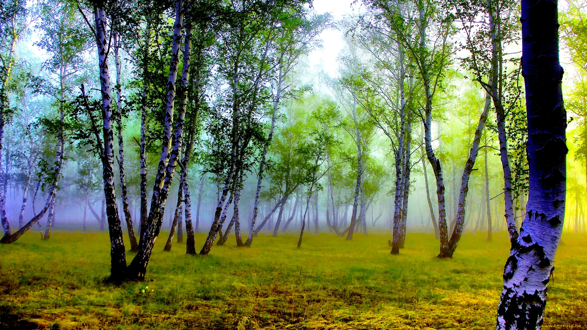 природа, лес, туман, утро, березы