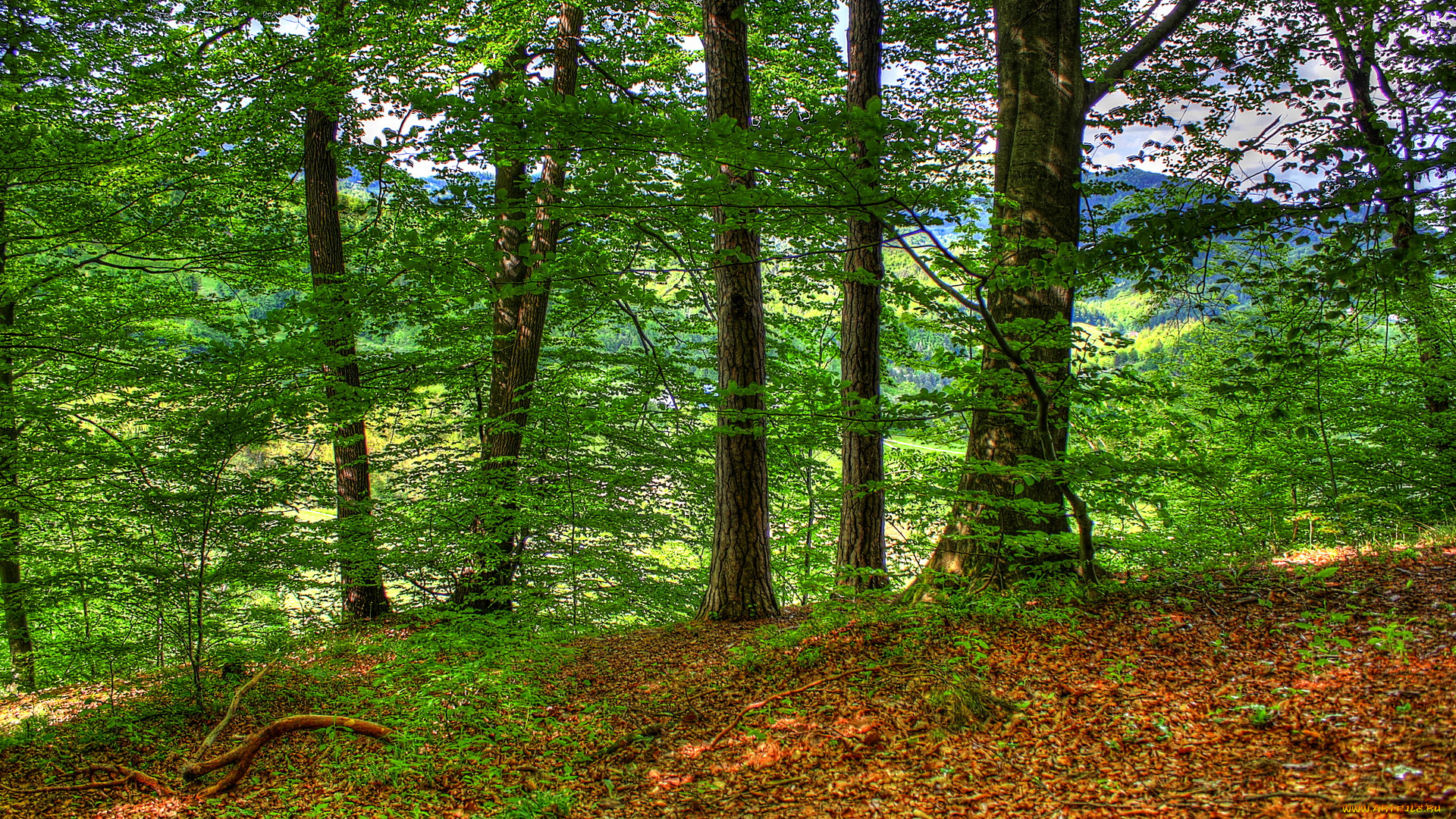 словения, природа, лес