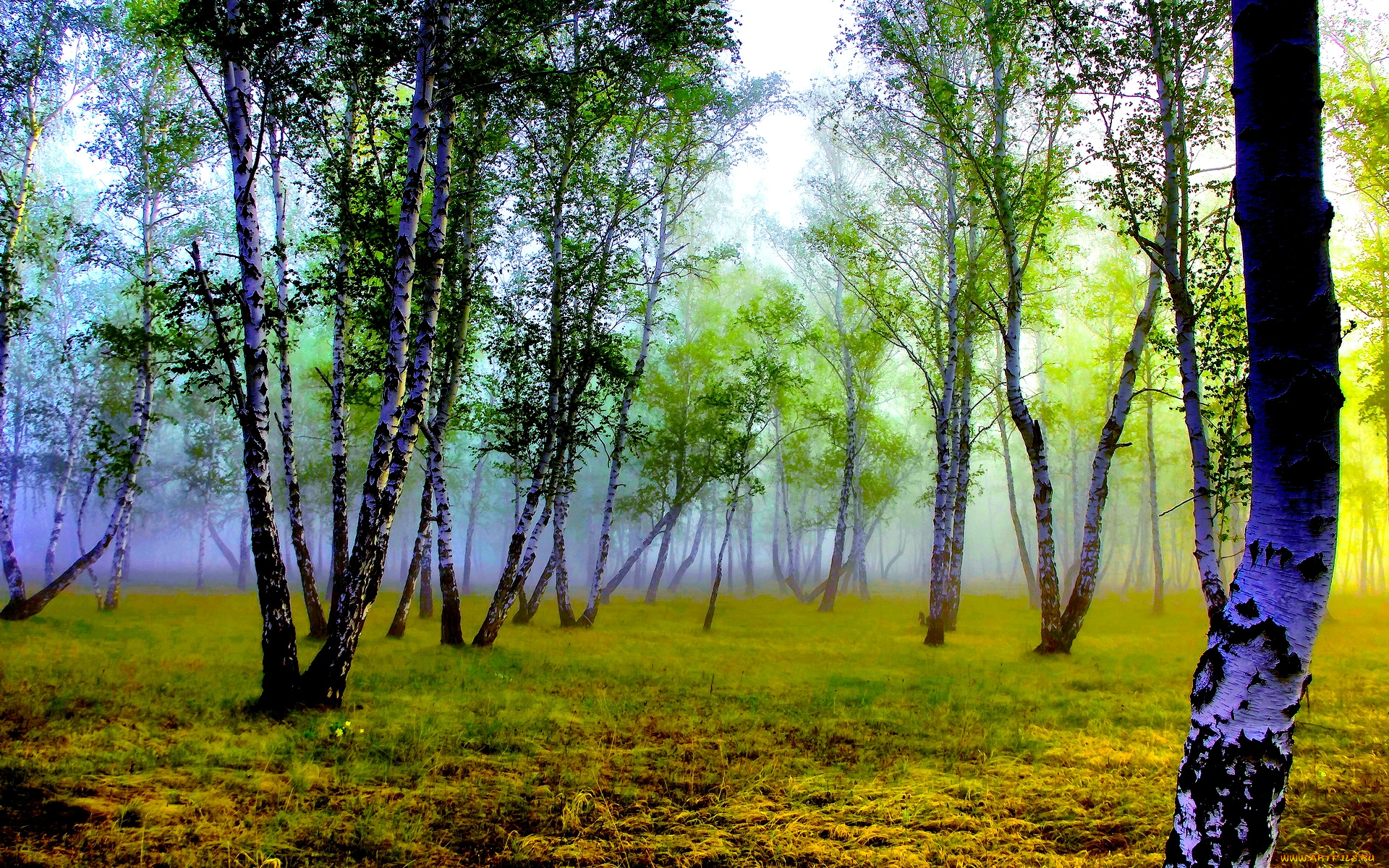 природа, лес, туман, утро, березы