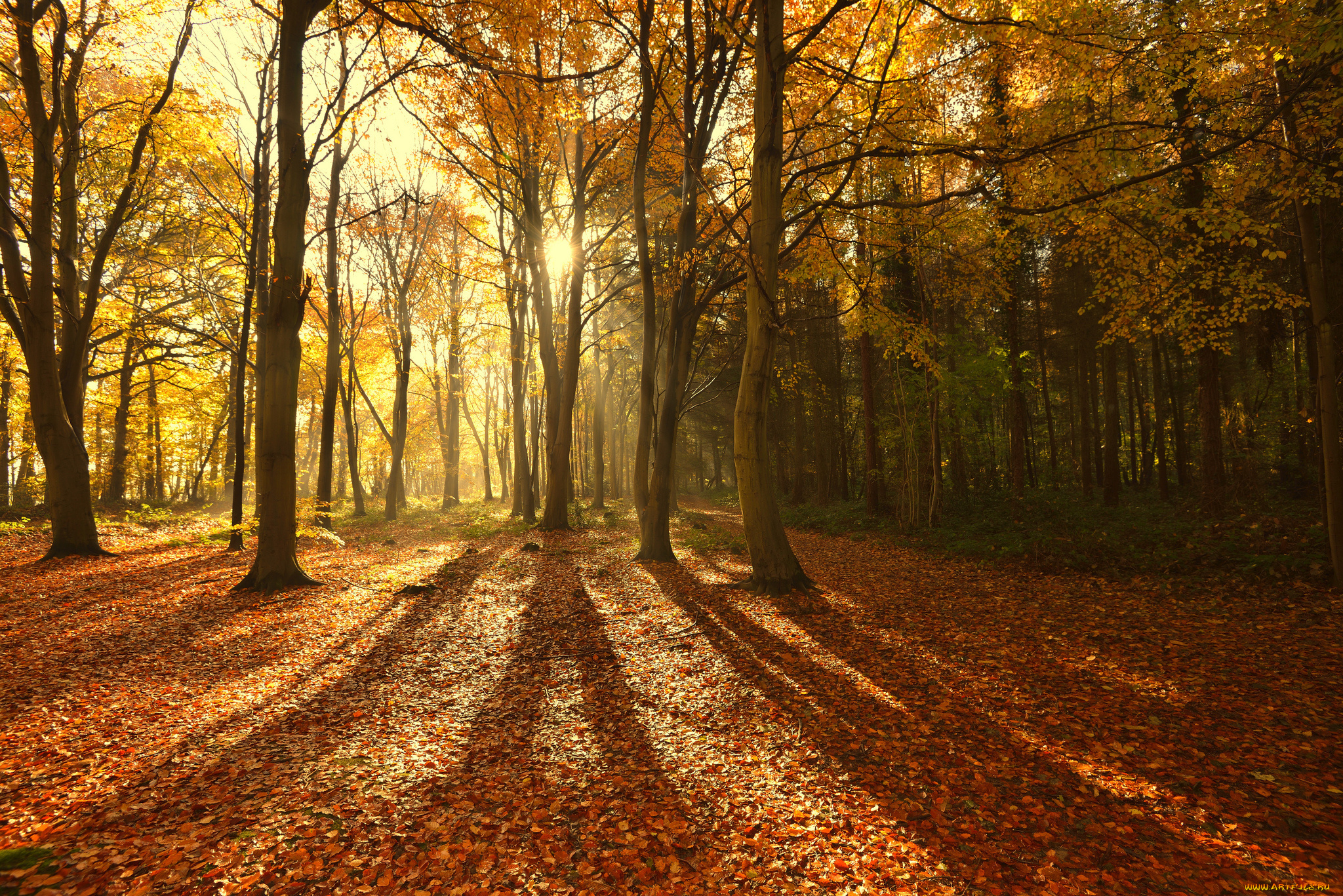природа, лес, свет, тени, лучи, солнце, деревья, осень, листва