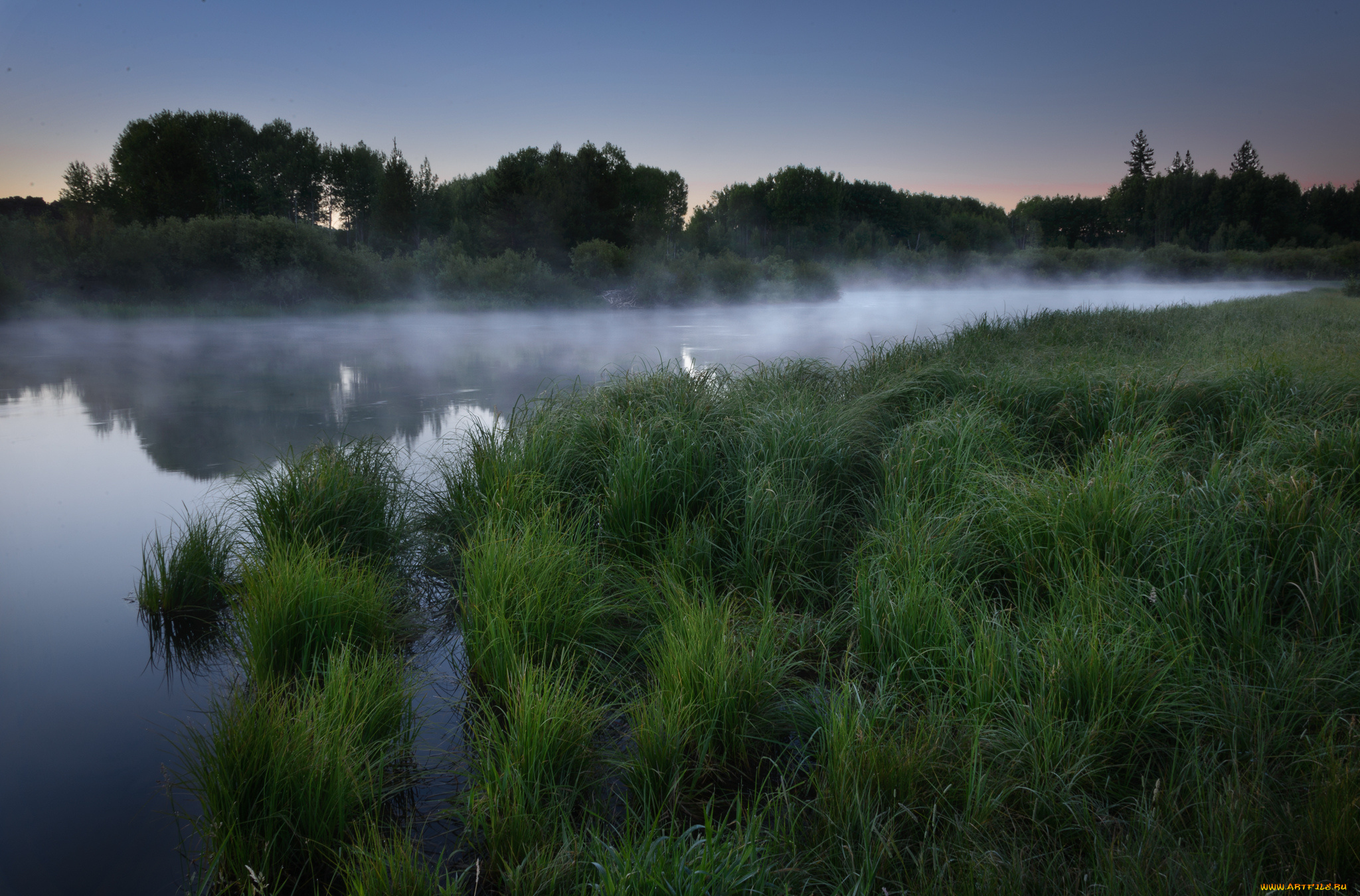 Травы рек и озер. Туман на реке. Река в поле. Природа река туман. Трава у реки.