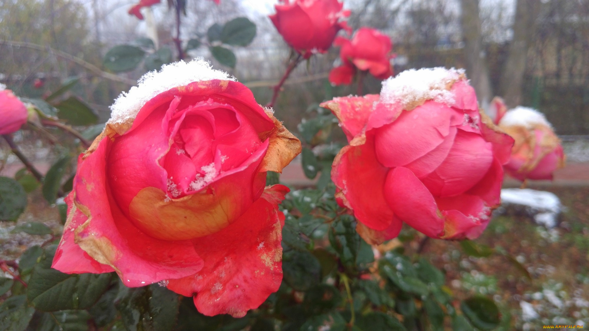 цветы, розы, 2017, первый, снег, роза