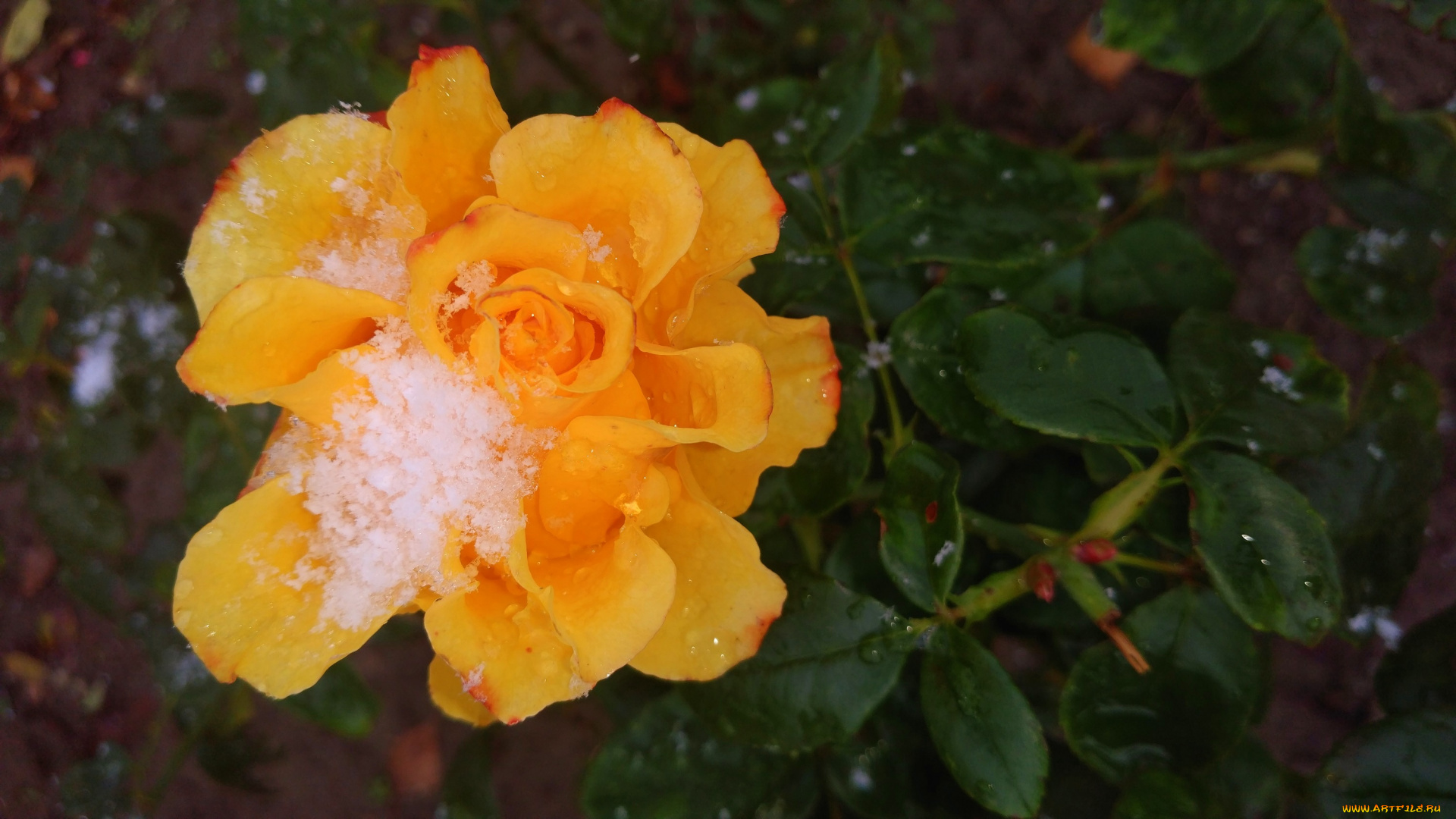 цветы, розы, 2017, роза, первый, снег