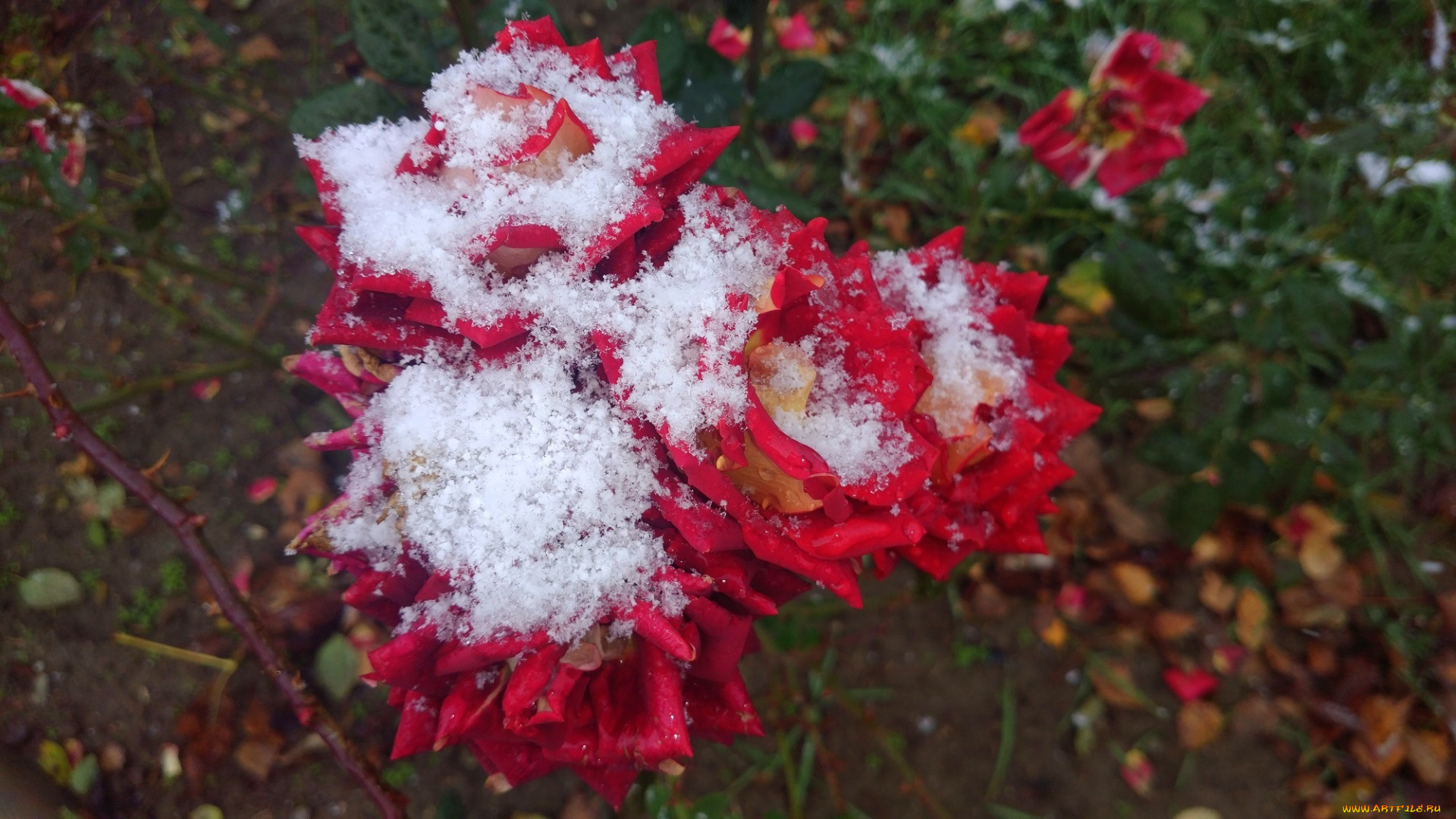 цветы, розы, 2017, роза, первый, снег