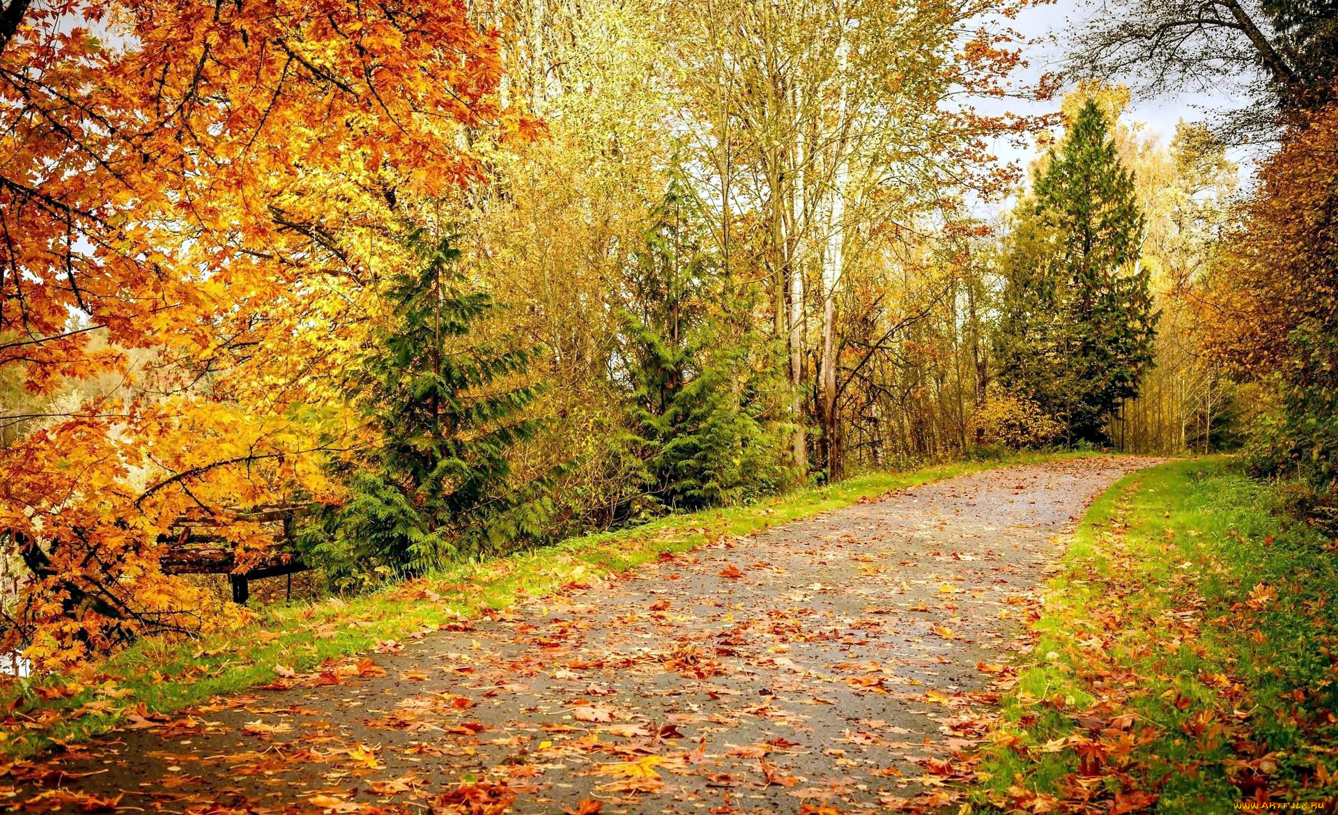 природа, дороги, листопад, осень, аллея