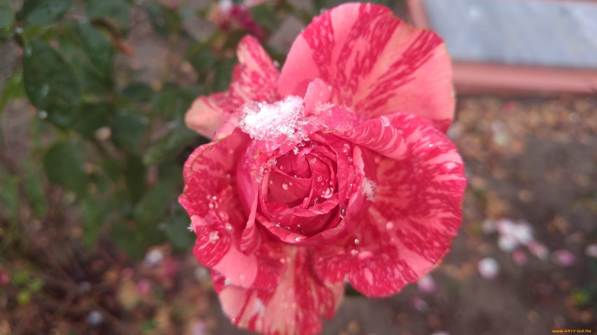 цветы, розы, роза, 2017, первый, снег