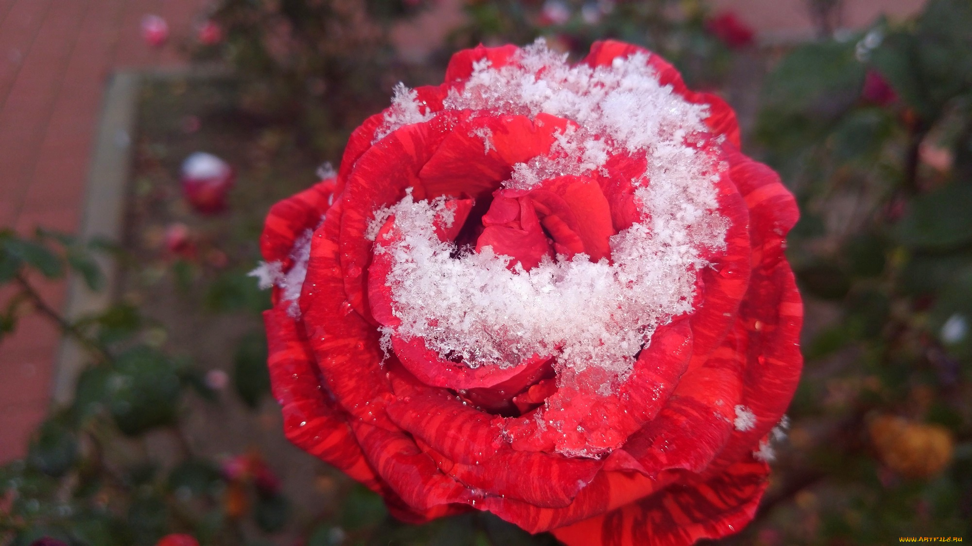 цветы, розы, 2017, первый, снег, роза