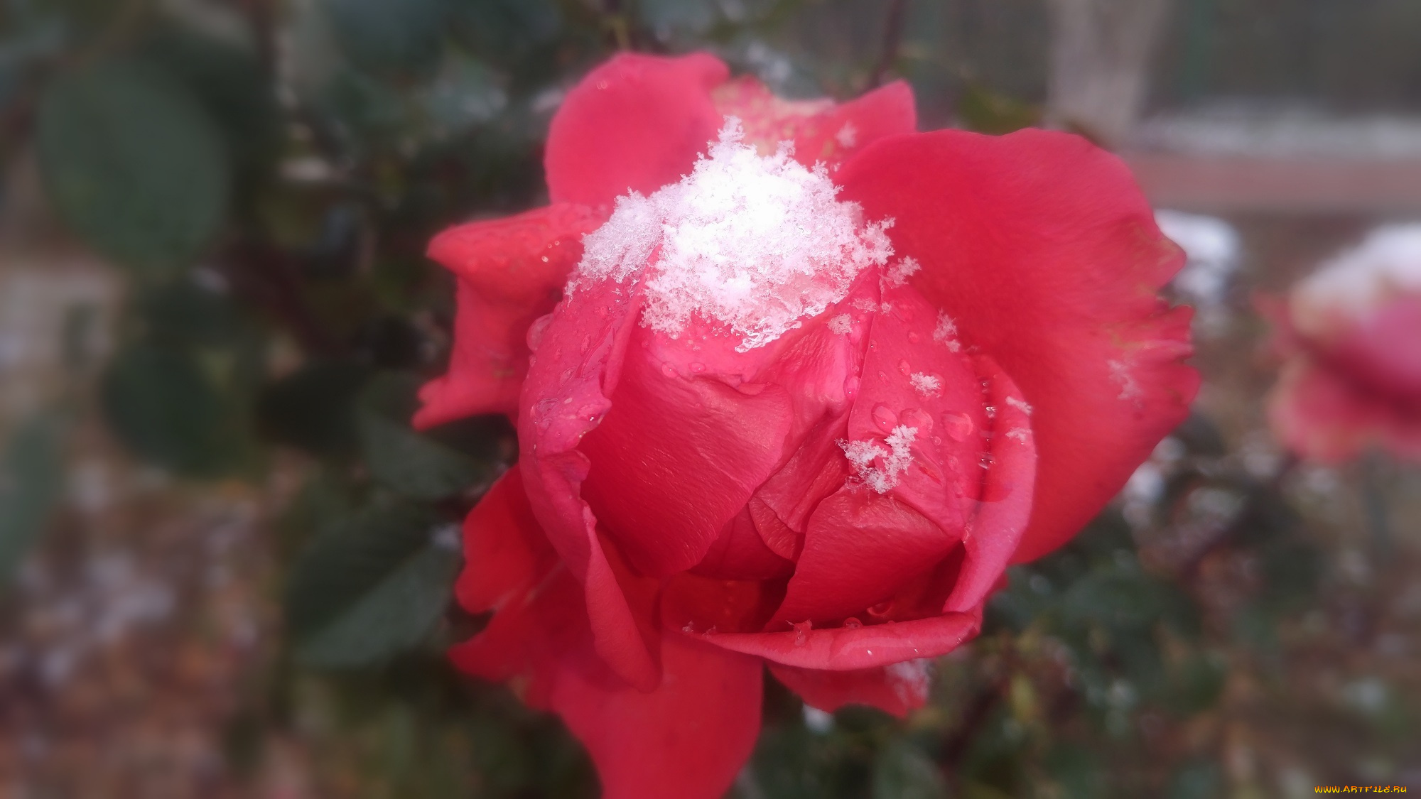 цветы, розы, роза, 2017, первый, снег