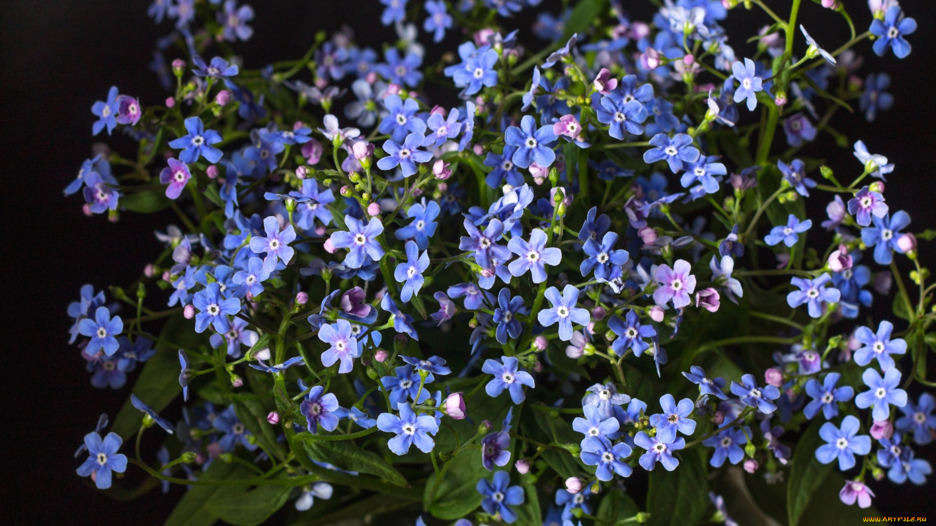 цветы, незабудки, голубой, макро