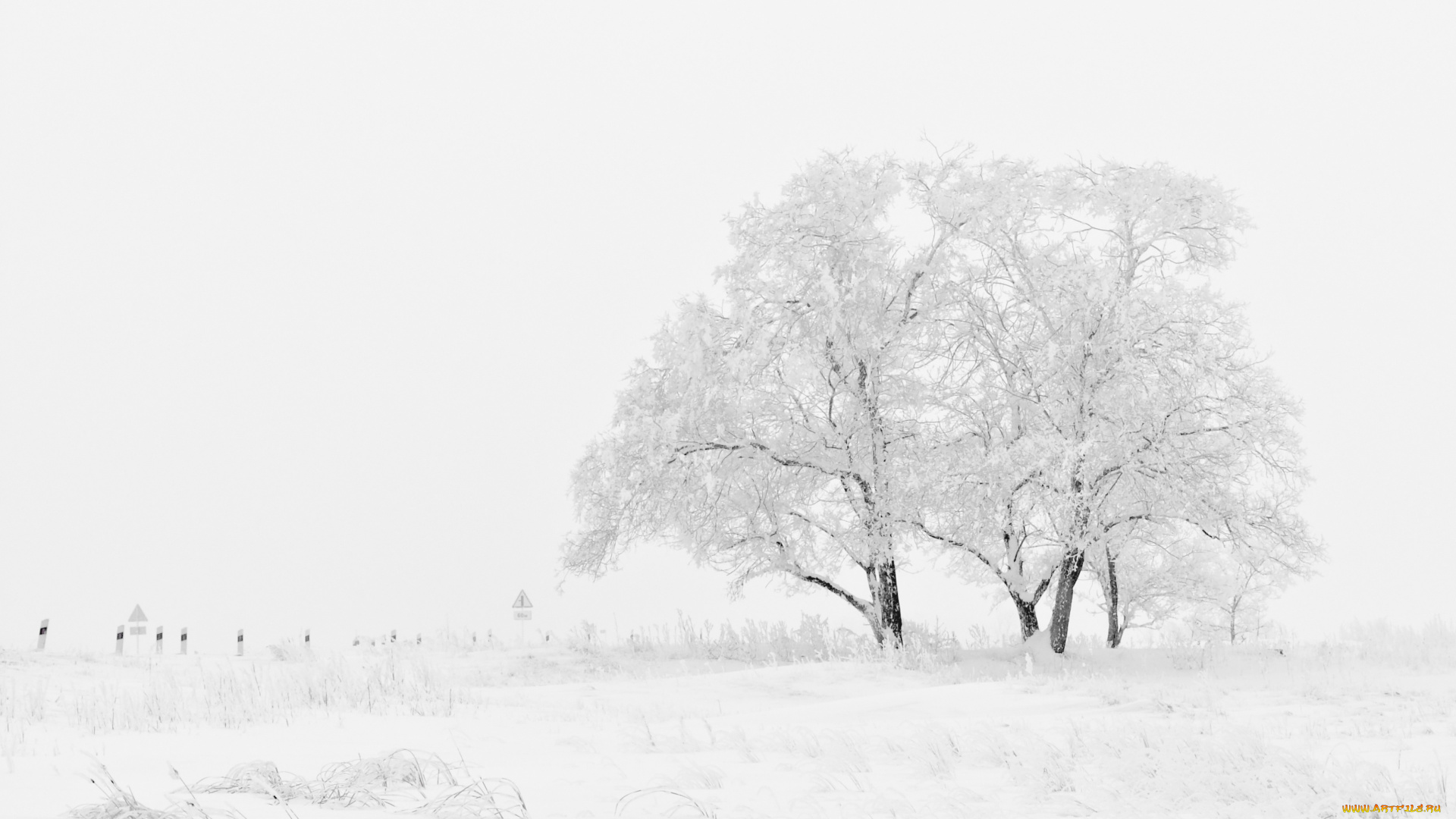 природа, зима, поле, деревья, снег, мороз, blizzard, winter, frost, snow, field, trees, метель