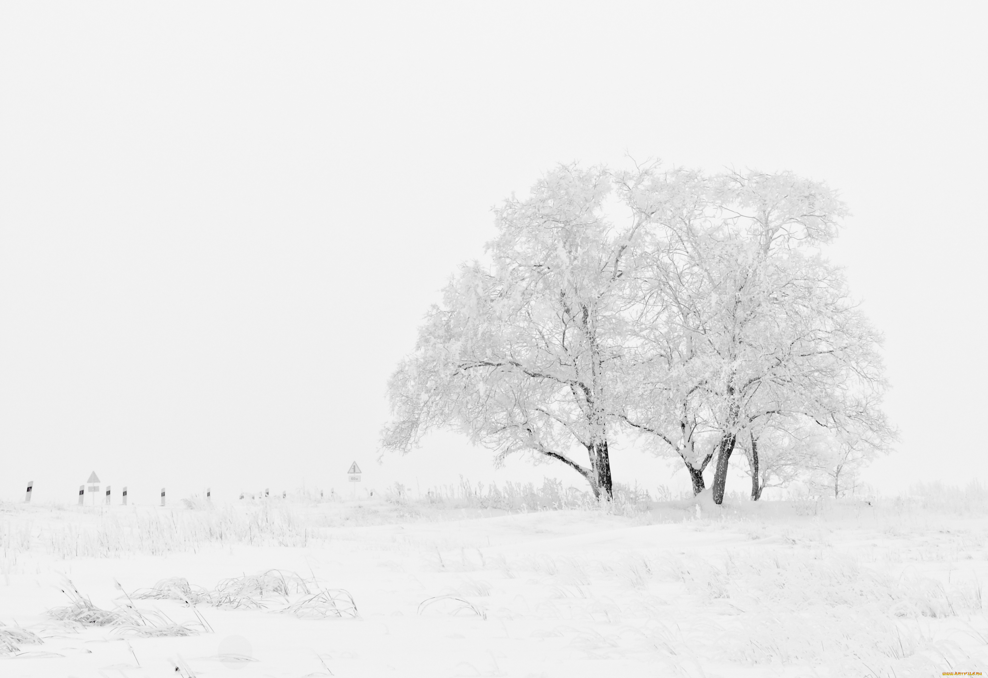 природа, зима, поле, деревья, снег, мороз, blizzard, winter, frost, snow, field, trees, метель