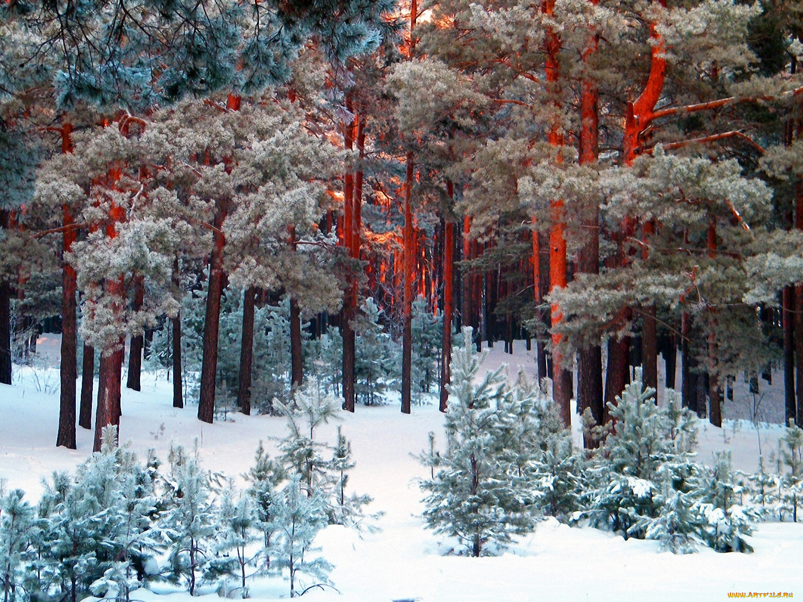 winter, природа, зима, снег, лес, сосны