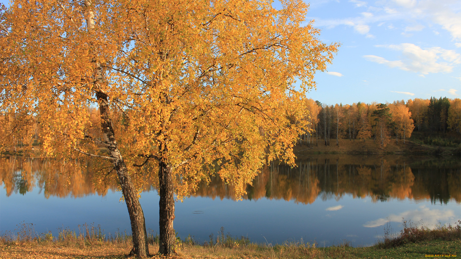 природа, реки, озера, гладь, лес, желтые, листья, вода, осень, дерево, озеро