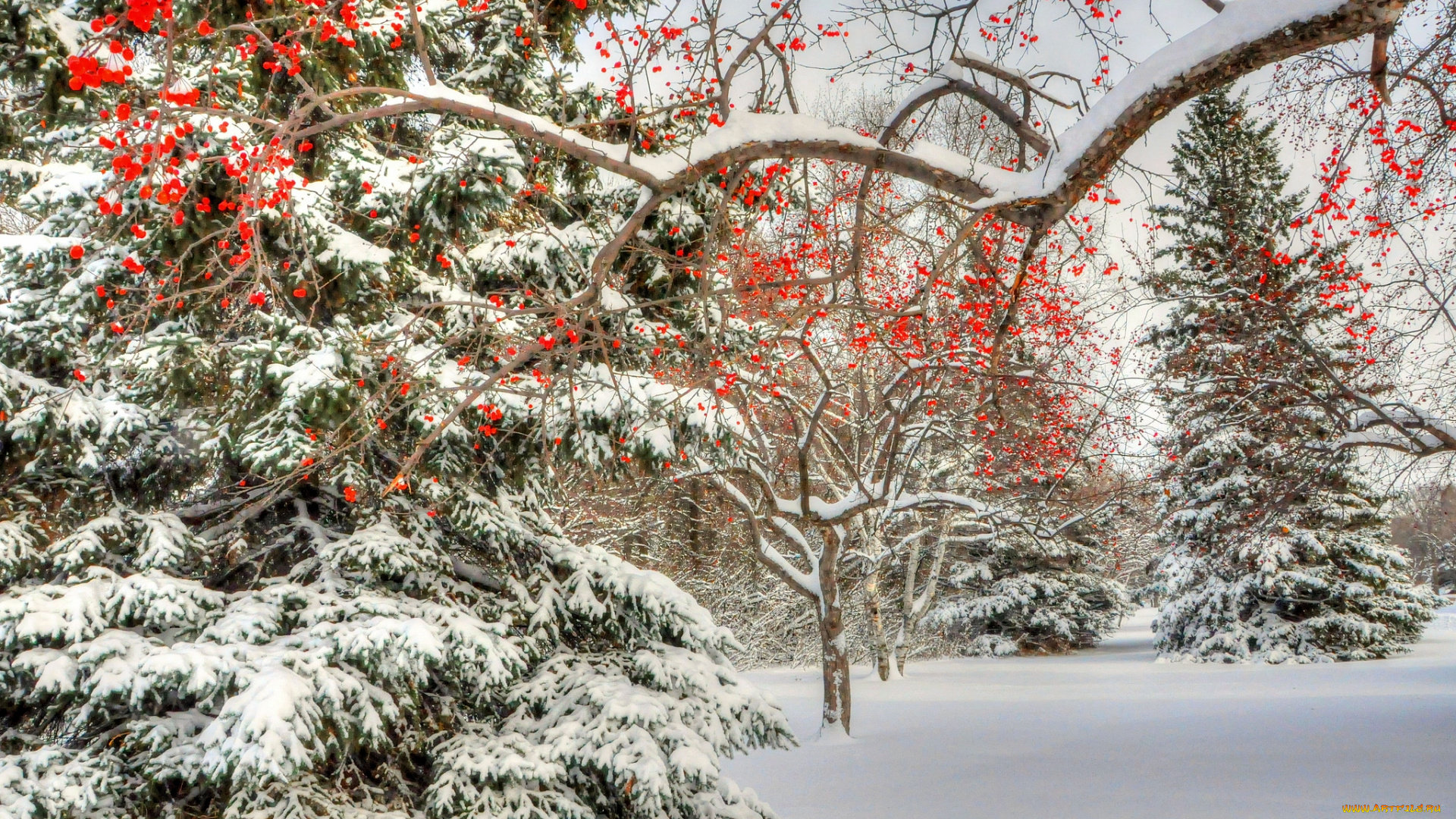 природа, зима, елки, снег, ягоды