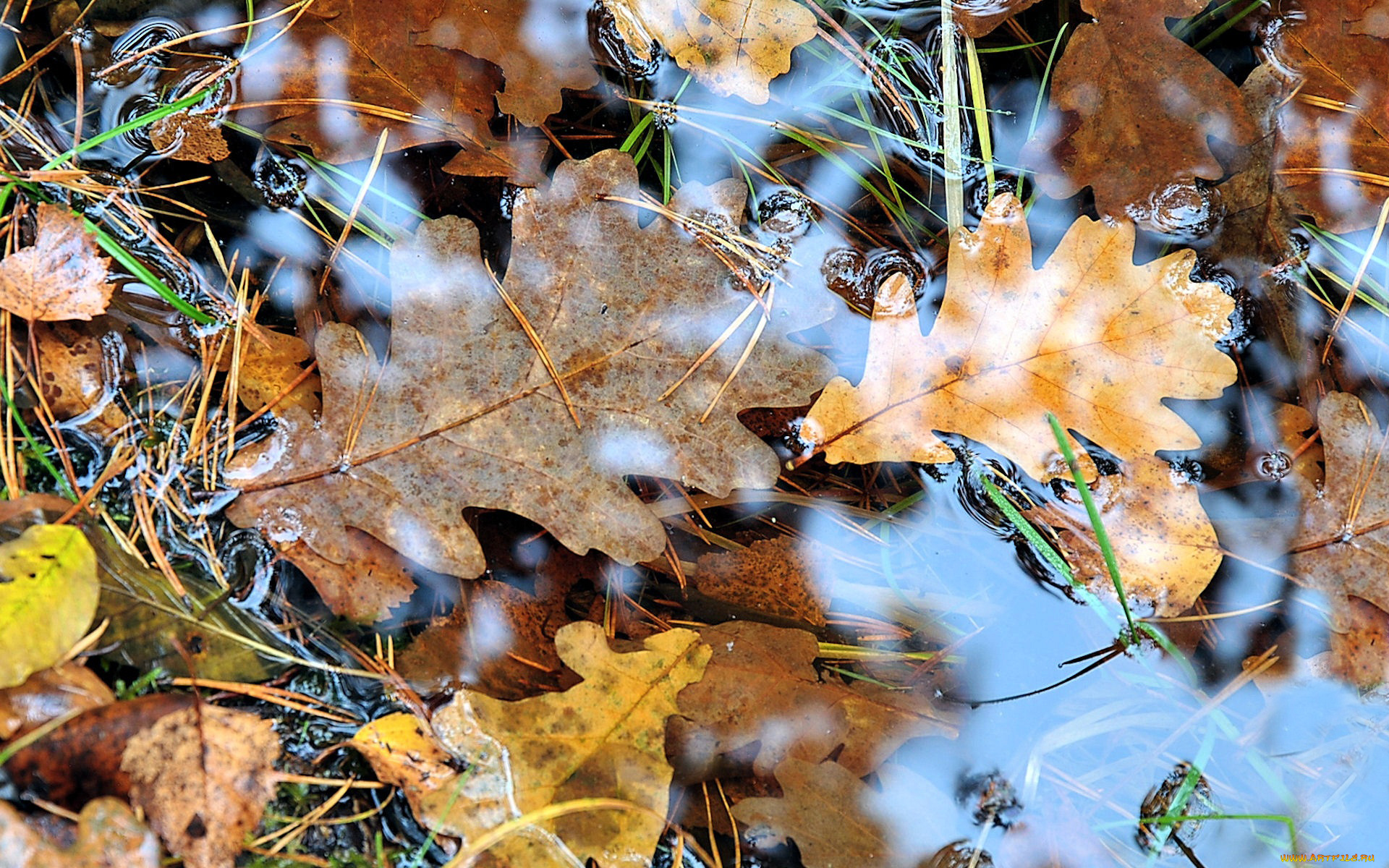 природа листья лужа осень загрузить