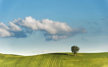 Картинка природа поля дерево поле облака
