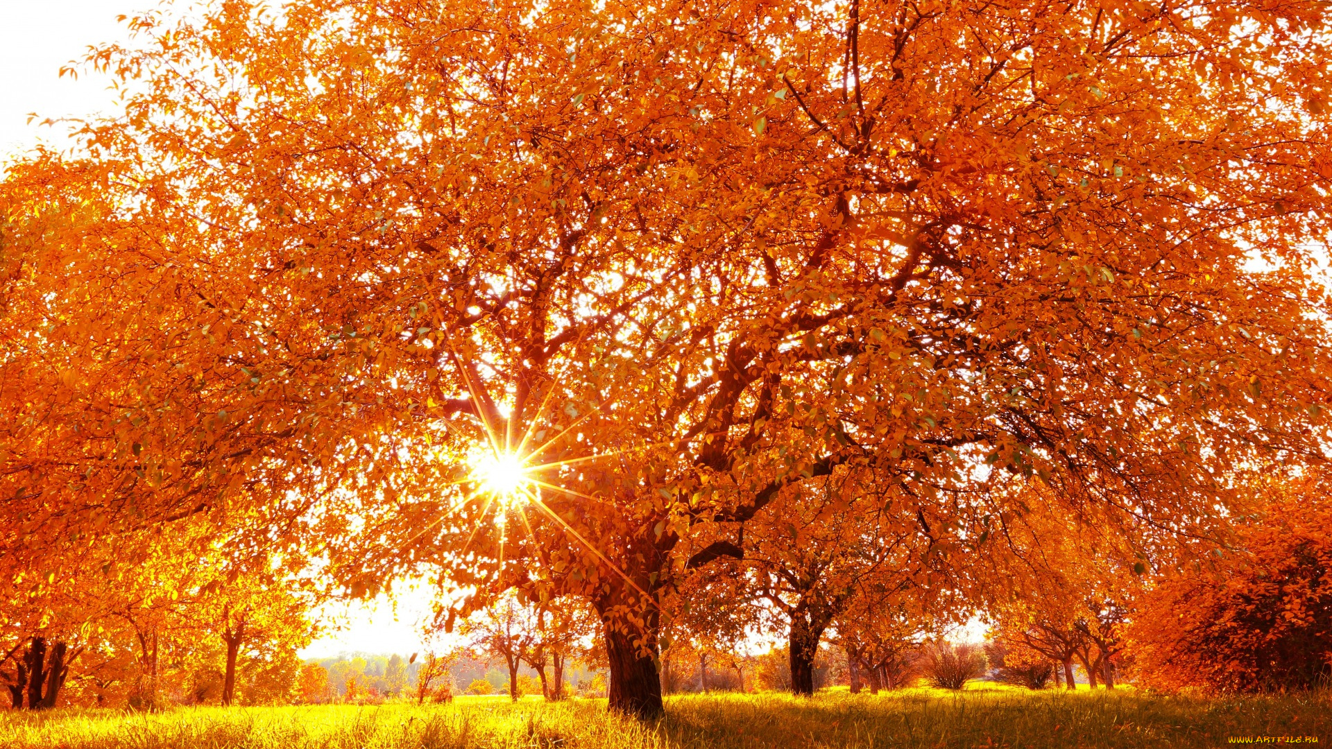 природа, деревья, дерево, время, года, осень, пейзаж, желтые, листья