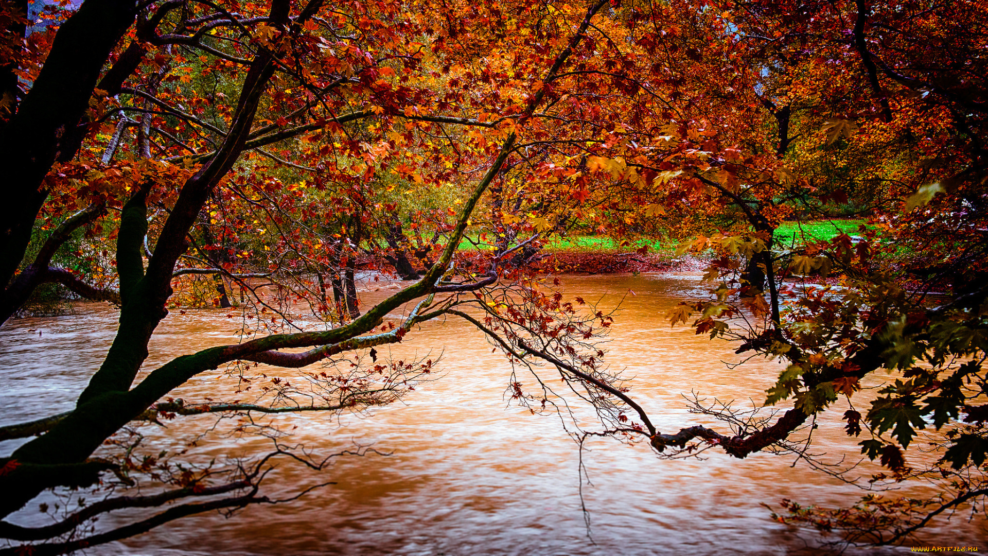 природа, реки, озера, осень, желтые, деревья, листья