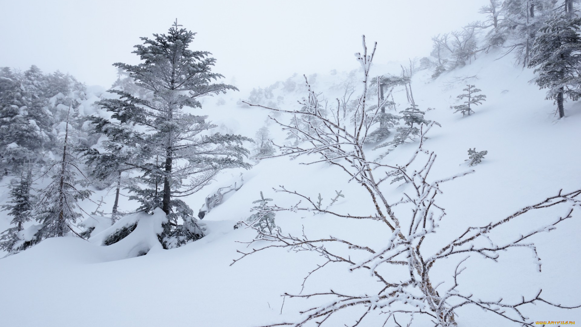 природа, зима, склон, деревья, снег, туман