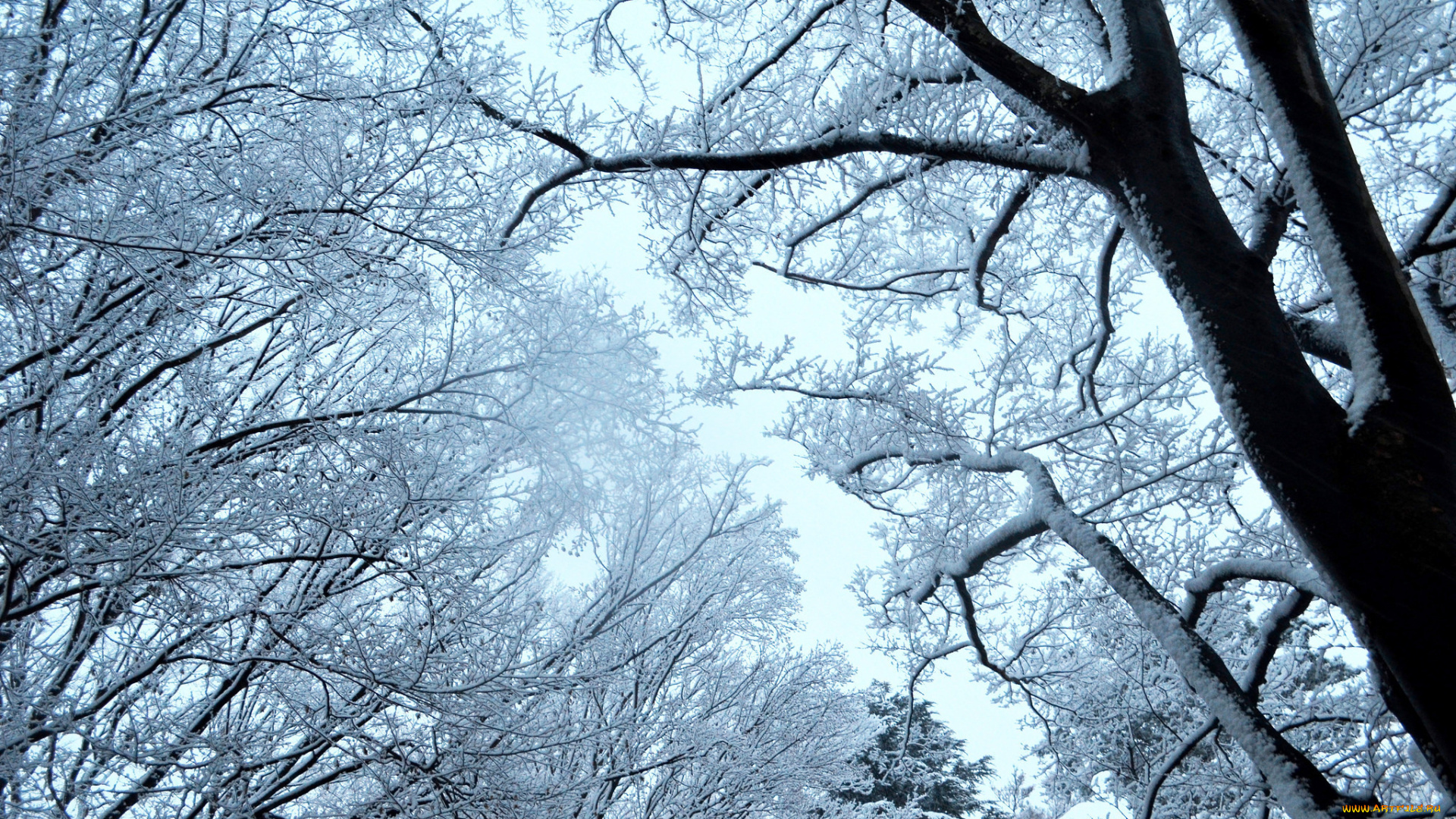 природа, зима, снег, небо, деревья, ветки
