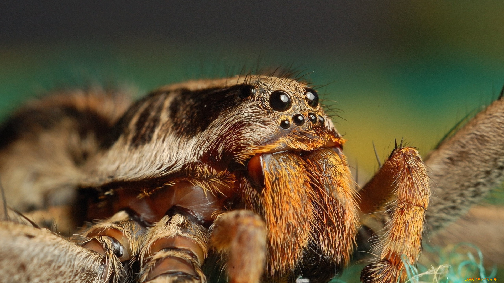 животные, пауки, tarantula