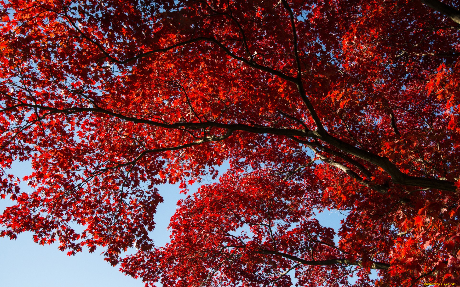 природа, деревья, небо, осень, красные, личтья, дерево, веточки