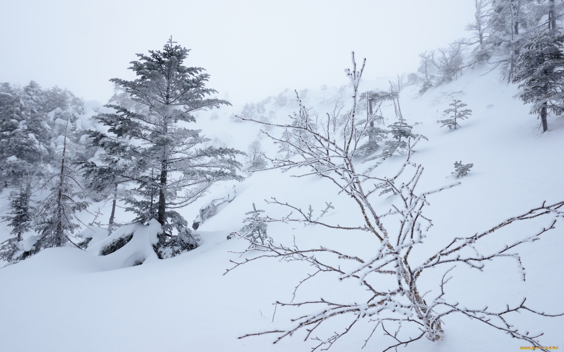 природа, зима, склон, деревья, снег, туман