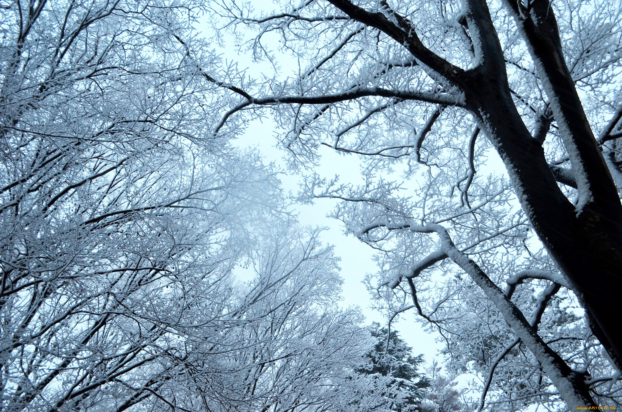 природа, зима, снег, небо, деревья, ветки