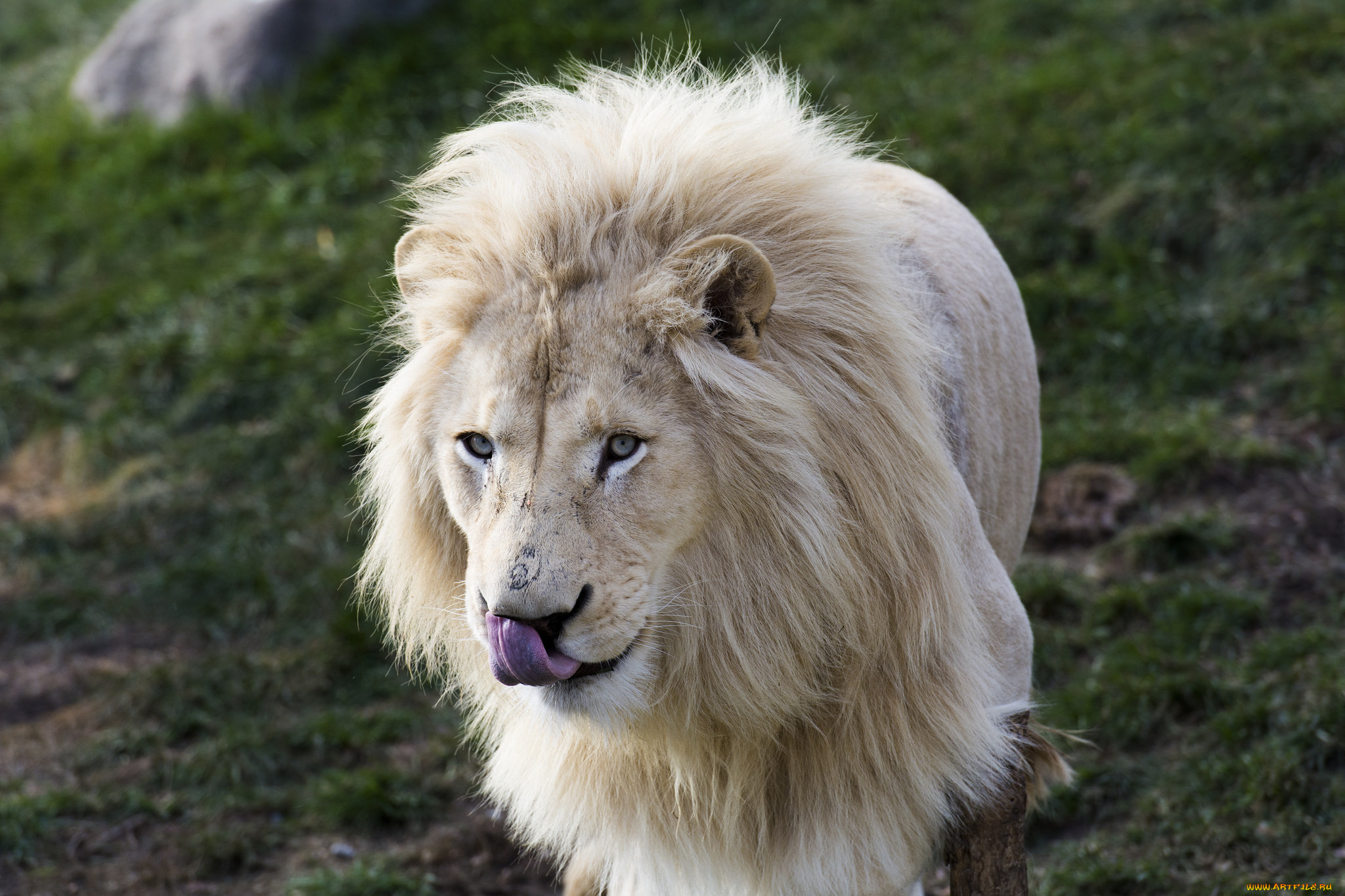 животные, львы, белый, кошка, морда, грива, язык, портрет